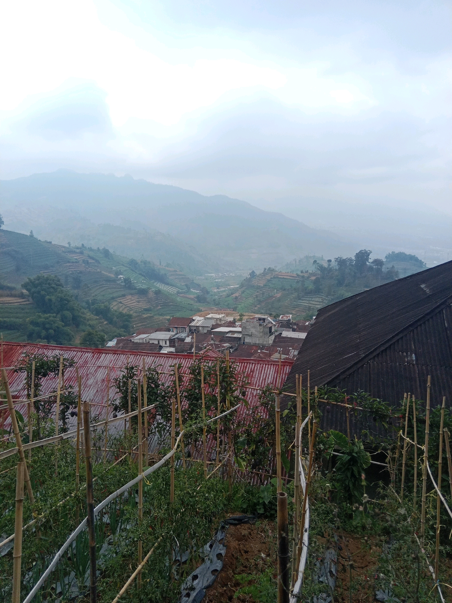 The image captures a panoramic view of a rural settlement nestled within a valley in Surengede, Indonesia. The foreground is dominated by a vegetable garden, with rows of green plants supported by bamboo stakes and covered in plastic mulch. Beyond the garden, rooftops of houses, predominantly with red and corrugated metal, are visible.
In the mid-ground, the landscape transitions into terraced agricultural fields, showcasing the characteristic shaping of the land for farming. These terraces ascend the gentle slopes of the surrounding hills, creating a layered effect. Lush green vegetation and trees dot the landscape, interspersed with more scattered houses and buildings.
The background is characterized by rolling hills and mountains shrouded in a light mist, suggesting a cool or humid climate. The overall impression is one of a tranquil, agrarian community situated in a verdant, mountainous region. The sky is overcast, with diffuse light filtering through the clouds, creating a soft and muted atmosphere.