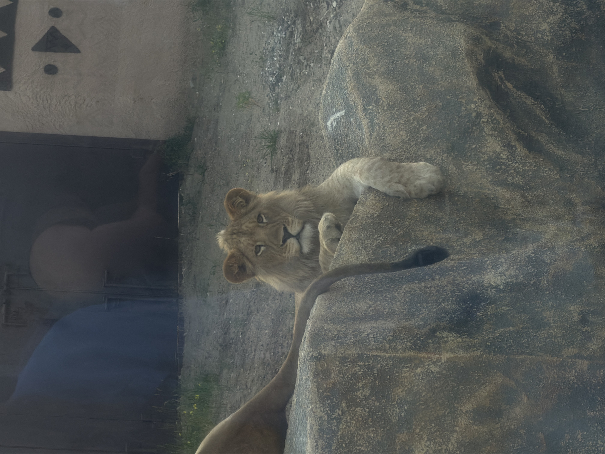 A young lion rests on a large rock in an enclosure. The lion is light brown with a lighter mane. Its head is turned towards the camera, with its eyes open and looking forward. The lion's front paws are resting on the rock, and its body is stretched out. The rock is rough and textured, with patches of moss growing on it. In the background, there is a concrete wall with some sort of geometric design painted on it, and a dark entrance. The ground is covered in dirt and some sparse green grass. The scene appears to be outdoors, possibly at a zoo or wildlife park. The lighting suggests it is daytime. There is no visible text.