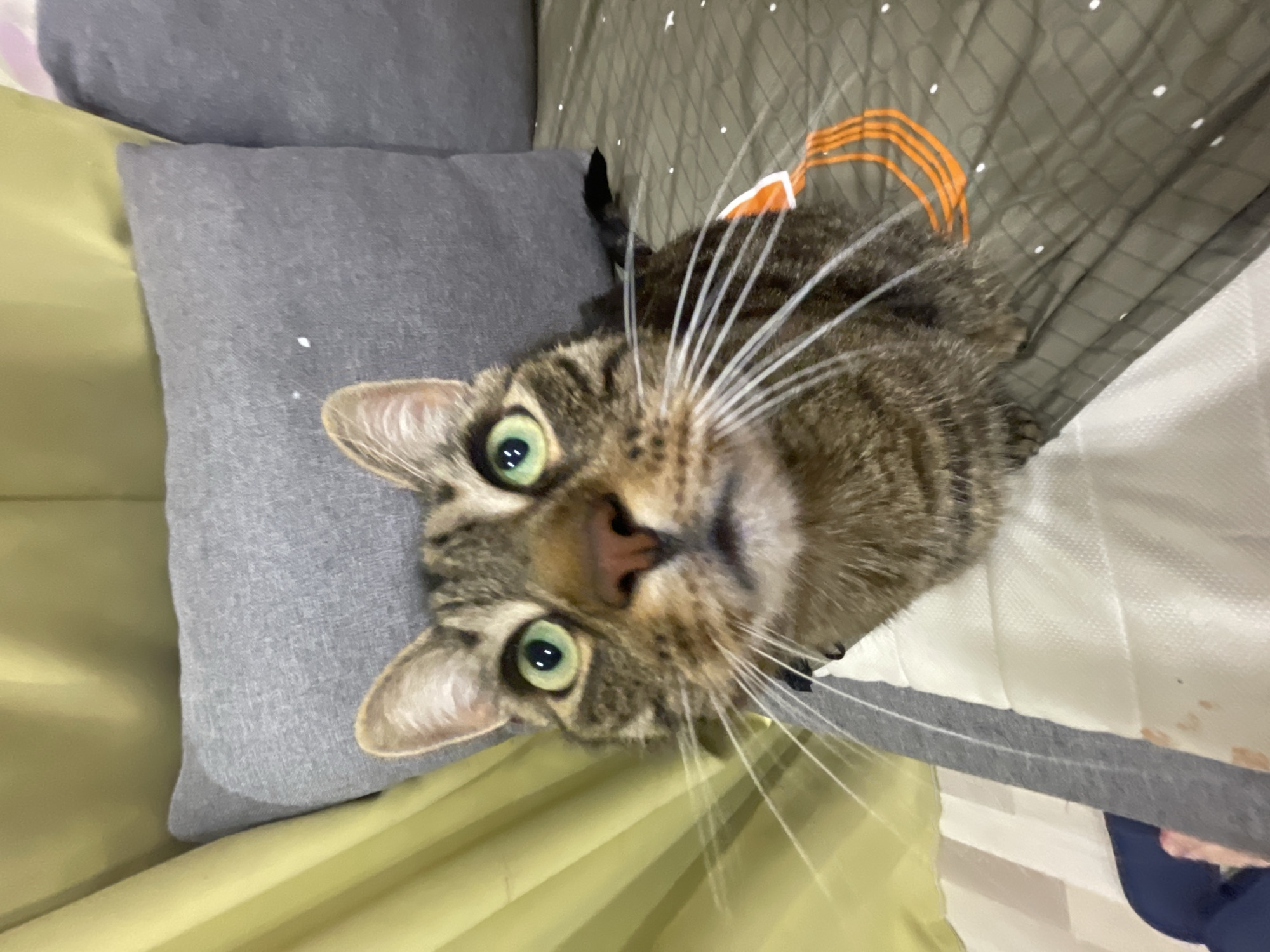 A close-up, low-angle shot focuses on a tabby cat's face as it looks upwards. The cat has green eyes and a pink nose. It is positioned on a bed with a grey pillow behind it and a yellow curtain to the left. The cat is wearing a grey harness with an orange design on the side. The bedspread has a pattern of grey ovals. No city or location is visible in the image.