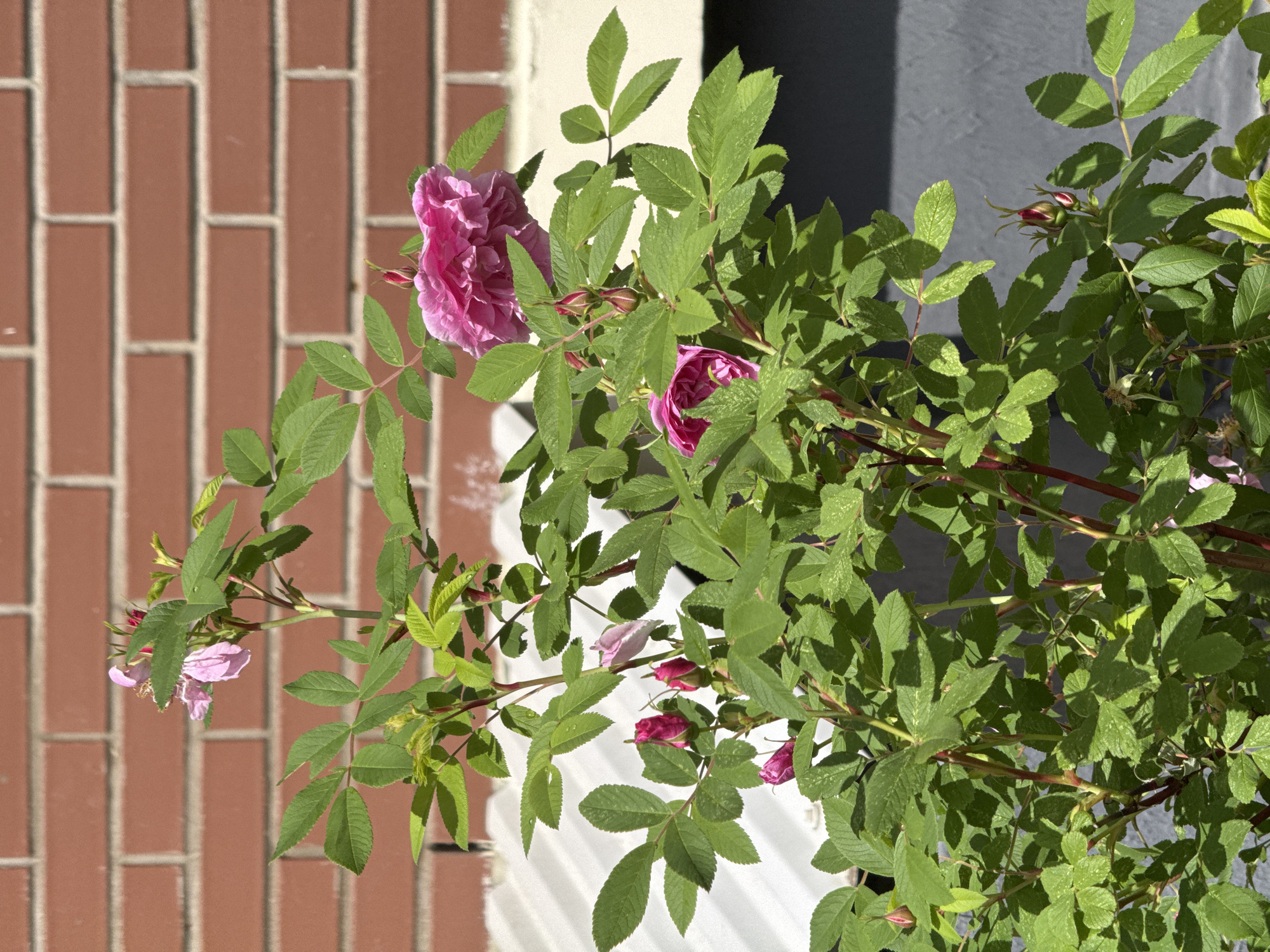 An outdoor, eye-level shot captures a vibrant rose bush with multiple pink flowers and buds, set against a varied architectural background in Izhevsk, Russia. The plant occupies the majority of the frame, showcasing lush green compound leaves and sturdy, reddish stems. Several roses are in full bloom, displaying layers of soft to rich pink petals, while numerous buds of varying sizes are visible, ranging in color from deep magenta to lighter pink, indicating different stages of development. One flower on the lower left appears slightly faded.
The background on the left side features a red brick wall with distinct white mortar lines, softened by a shallow depth of field. On the right, a dark, shaded area suggests a recess or deeper part of a building. Towards the bottom center, a bright, light-colored surface, possibly a window ledge or railing, is brightly illuminated by direct sunlight. This strong sunlight creates pronounced shadows from the plant's leaves and branches onto both the brick wall and the lighter surface, indicating a clear, sunny day. No people or text are visible in the scene.