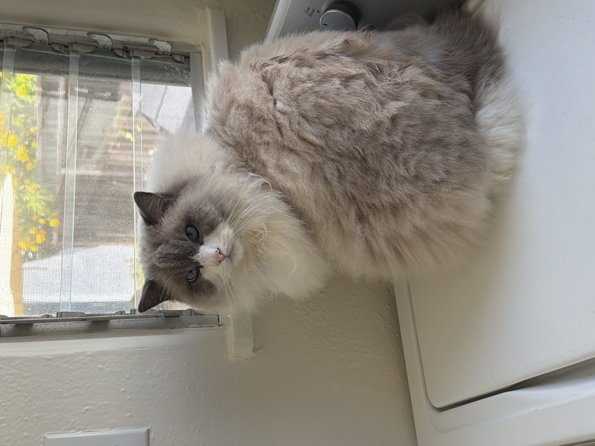 This image depicts a long-haired cat, characterized by voluminous light taupe and white fur. Its face presents a blue point pattern, featuring distinct grey-blue markings around the ears and nose bridge, contrasting with a white muzzle and a prominent white ruff. The cat possesses striking bright blue eyes, which are open and directed forward, engaging the viewer. It is seated on a flat, white surface, identified as the top of a household appliance, likely a washing machine, given the partially visible "One Rinse" text next to a grey control knob on the right. To the cat's left, an off-white textured wall features a white electrical duplex outlet in the upper left. Behind the cat, a window with multiple horizontal louvered glass panes is visible, complete with an internal mesh screen. Through the window, an outdoor environment is discernible, showcasing green foliage and areas of bright yellow flowering plants under daylight conditions. The scene is situated in the city of Santa Monica, United States of America.