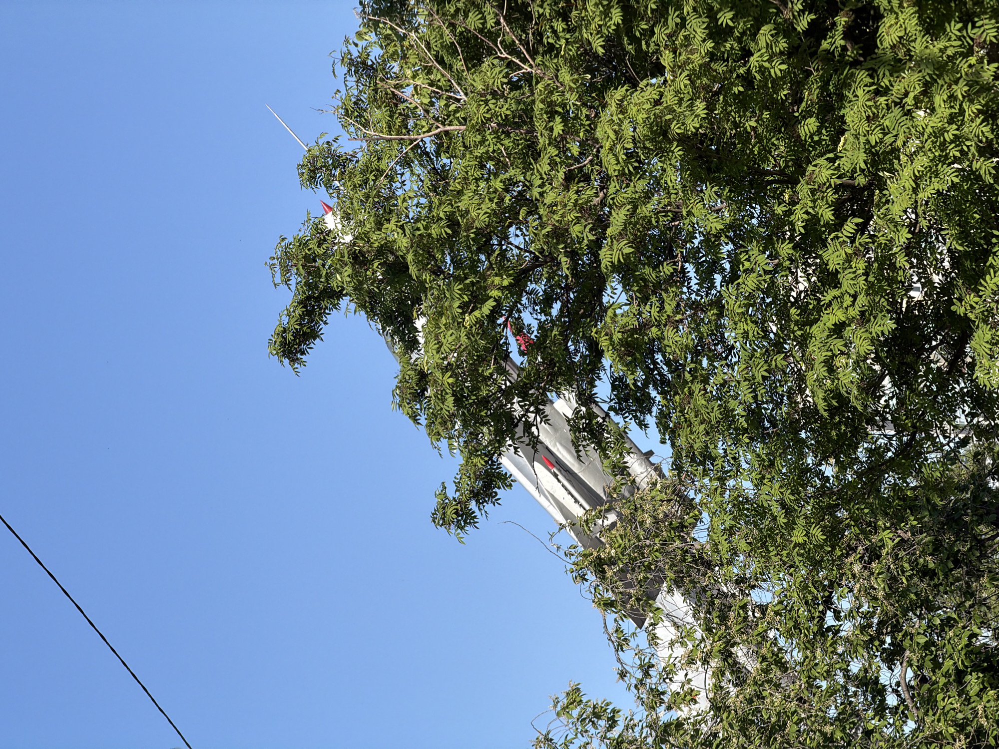 The image shows a fragment of the Paraskeva Pyatnitsa Chapel, located on Karaulnaya Mountain in Krasnoyarsk, Russia. The chapel's tower, painted in white and silver, is partially obscured by the dense foliage of a tree. A slender spire protrudes from the top of the tower. The sky is clear and blue. A power line can be seen in the bottom left corner.