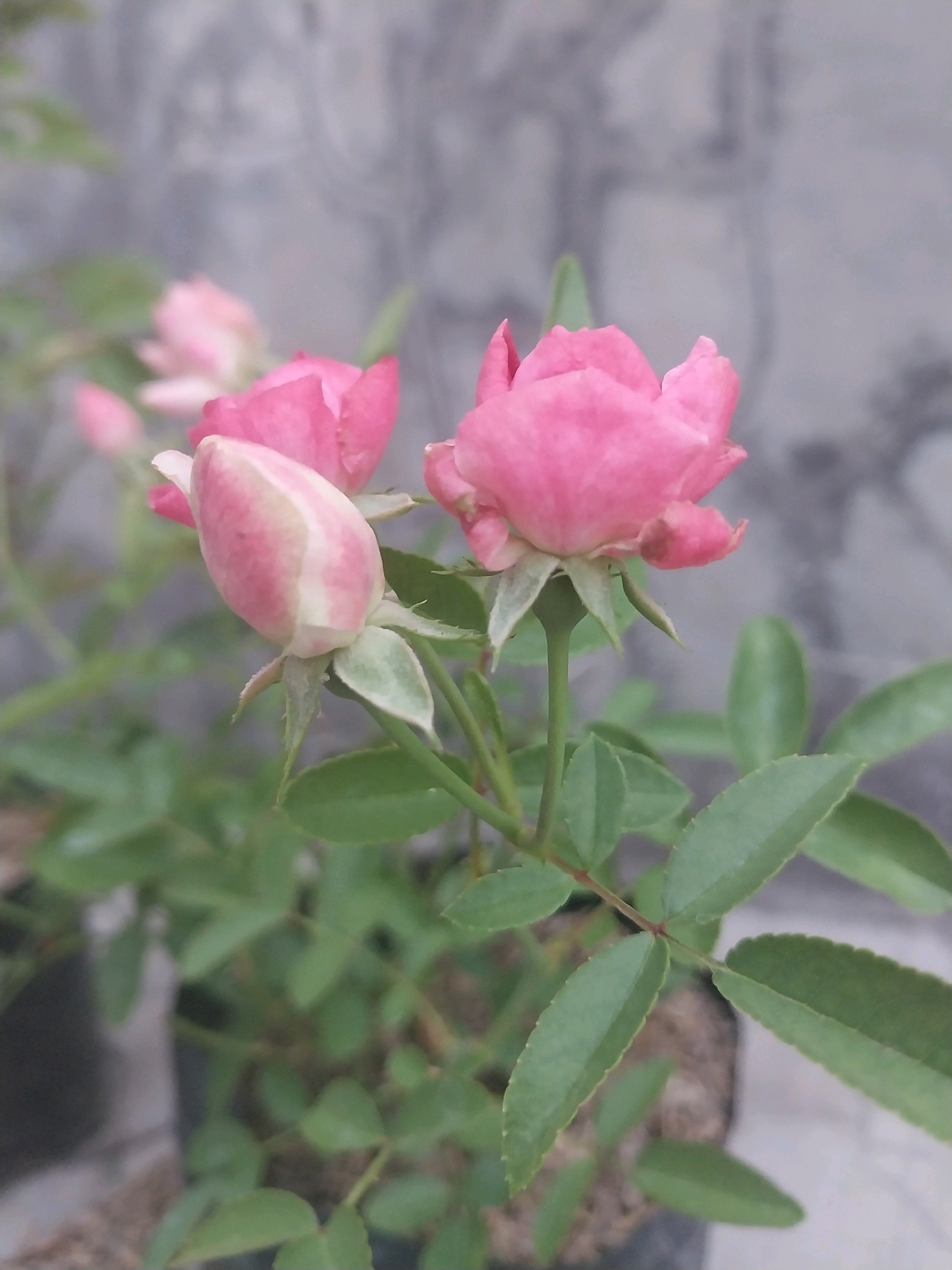 This image shows a close-up of pink rosebuds and blooming roses in a garden setting. The roses are vibrant pink, with some buds showing a lighter pink or white hue. Green leaves and stems are visible, indicating the plants are healthy. The background is a blurred grey wall, possibly textured concrete, typical of an urban or suburban environment in Blitar, Indonesia. There are no people or animals visible in the frame. The focus is entirely on the delicate beauty of the flowers.