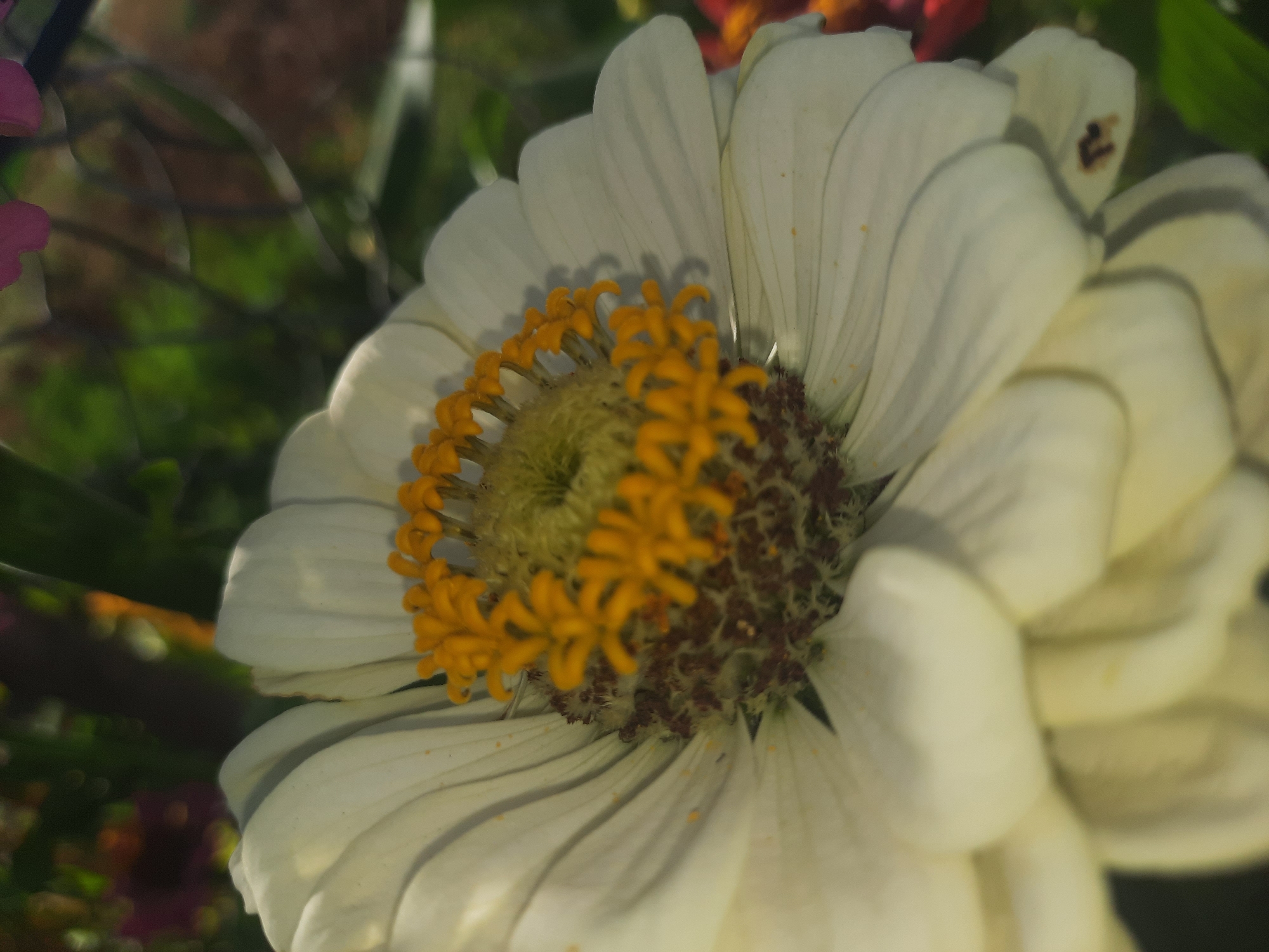 A close-up, slightly angled shot focuses on a white zinnia flower. The flower's center features yellow stamen and darker brown pistils. Its white petals, some showing slight yellowing or brown spotting, are layered and curve outwards. The background is softly blurred, revealing hints of green foliage and other colorful flowers, suggesting an outdoor garden setting. The lighting is warm, casting subtle shadows on the petals. No identifiable landmarks or structures suggest a specific location within Shklov, Belarus.