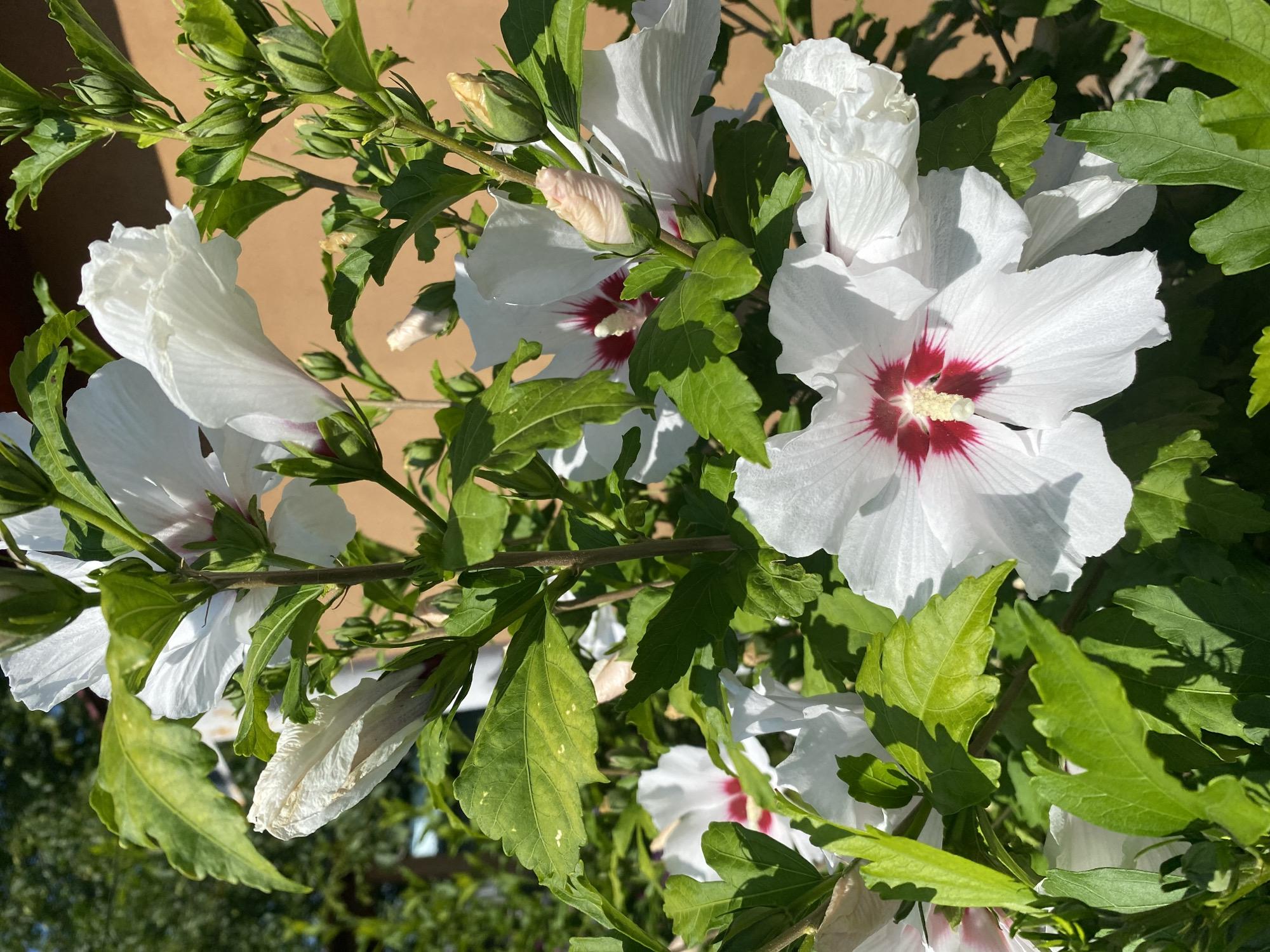 A cluster of white hibiscus flowers with deep red centers is in full bloom against a backdrop of green foliage and a tan wall. Several buds are also visible, some still tightly closed, others partially unfurled. The image appears to be taken outdoors on a sunny day, with strong shadows cast by the leaves and flowers. The overall impression is one of vibrant natural beauty. This scene is located in Vasylky, Ukraine.