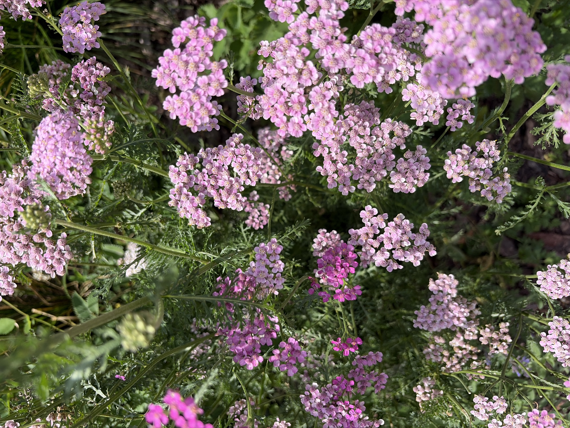 This is a close-up, outdoor, vertical shot of pink yarrow flowers. The flowers are clustered in flat-topped umbels, with many small florets. The foliage is green and feathery. The background is blurred, suggesting a shallow depth of field, and shows more greenery and some darker areas that could be soil or shadows. The lighting is bright, indicating a sunny day. There are no people or animals visible. There is no information that can place this image in Krasnogorsk, Russia.