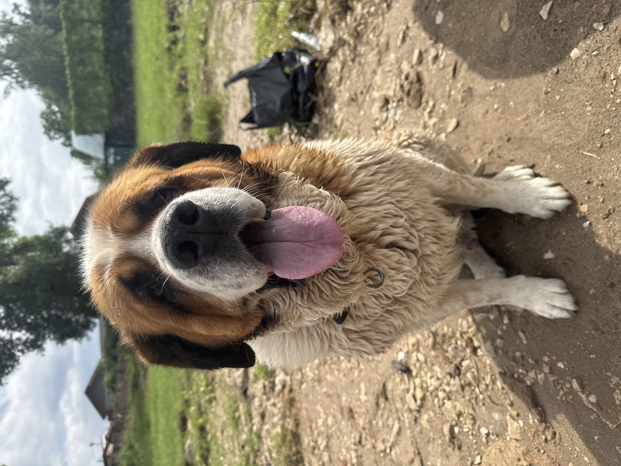 A Saint Bernard dog with brown, black, and white fur sits outdoors on a dirt path. The dog is facing forward, with its tongue hanging out of its mouth. The background shows a grassy area with trees and buildings in the distance. A black plastic bag and a plastic bottle are visible on the ground to the right of the dog. The sky is cloudy.