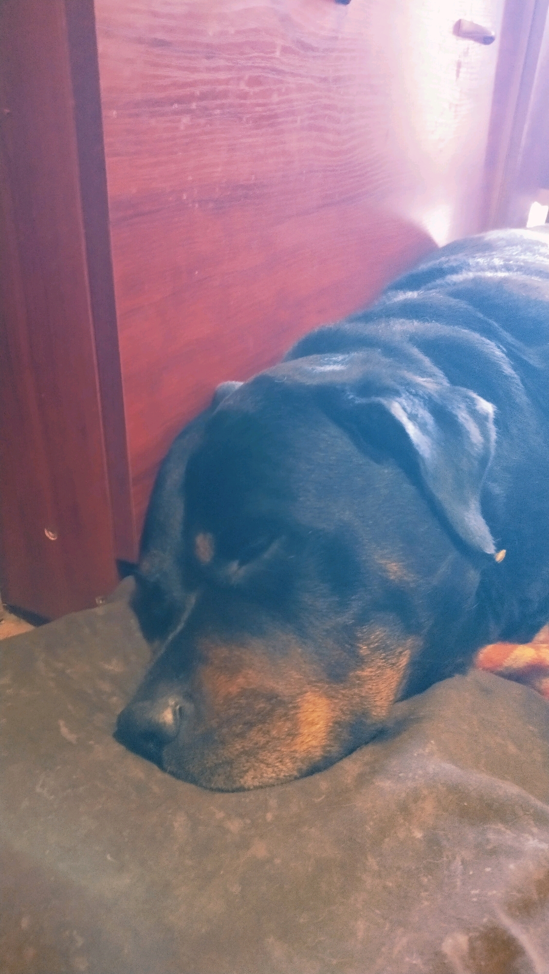 A Rottweiler dog is sleeping on a brown blanket next to a wooden cabinet. The cabinet has a reddish-brown finish and a visible wood grain. The dog's head is resting on the blanket, with its eyes closed. The scene appears to be indoors, possibly in a home or a similarly furnished space. There are no people visible in the image. The lighting suggests it is daytime, with some light casting a glow on the cabinet. The image is taken from a close-up perspective, focusing on the dog and its immediate surroundings. There is no information about the specific location within Horishni Plavni, Ukraine, other than the presence of a wooden cabinet and a dog.