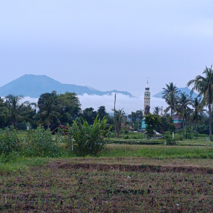 The image shows a view of a tall mosque minaret, located in Arjasa, Indonesia at the coordinates -7.772 latitude and 114.139 longitude. The minaret is situated in the middle ground of the image and has a tall, slender design with a white and green color scheme. It stands out against the backdrop of a misty mountain range. The foreground is dominated by a field of grass and foliage, which creates a sense of depth and perspective. Several palm trees are interspersed within the grass and foliage. The sky is a hazy blue, suggesting an early morning or late evening atmosphere. The overall scene is calm and serene, highlighting the peaceful nature of the location.
