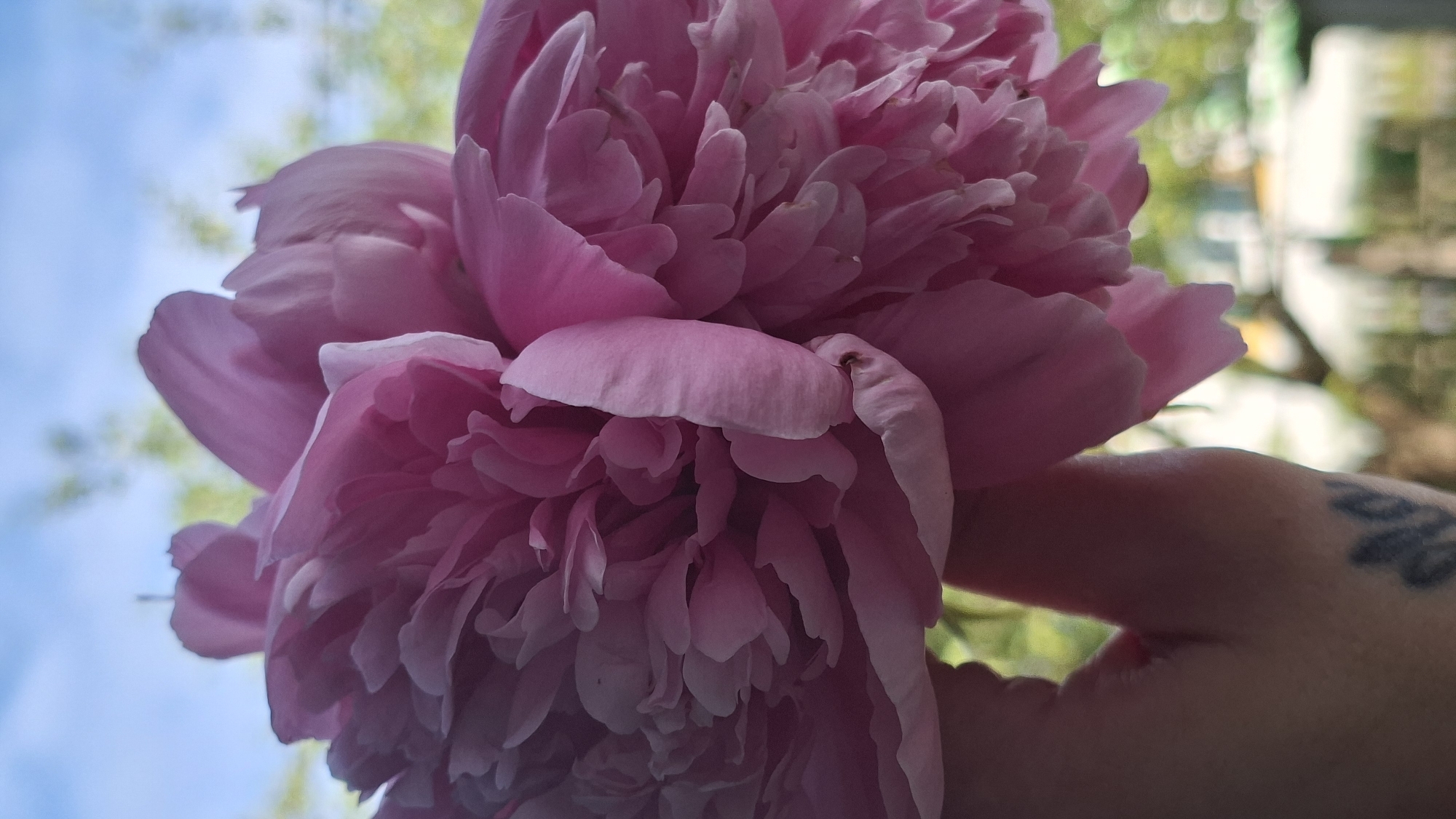 This close-up, portrait-orientation photograph features a hand holding two large, fluffy pink peony flowers. The background is blurred, but suggests an outdoor setting with bright, natural light. To the left, a bright blue sky with hints of green foliage can be seen, indicating it is daytime. To the right, the blurred background shows a hint of what appears to be a building with windows, suggesting an urban or suburban environment. The hand holding the flowers has a tattoo on the back, a stylized floral design in dark ink. The overall mood is serene and appreciative of nature.