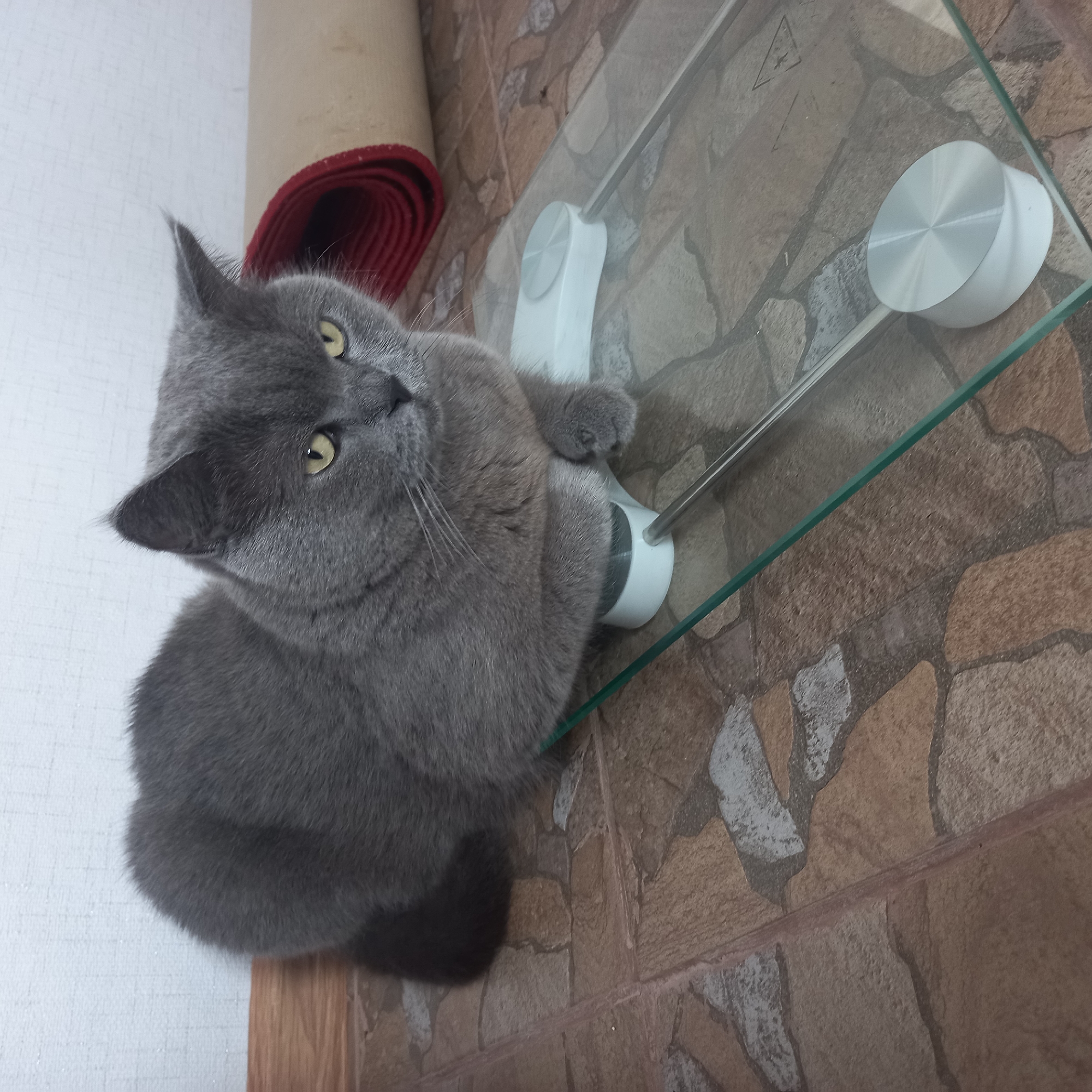 A British Shorthair cat with gray fur and yellow eyes is sitting on a glass scale. The cat is positioned in the center of the frame, with its body on the scale and its head turned slightly to the right, looking at the camera. The scale is a modern, circular glass platform with silver feet. The background consists of a tiled floor, a white wall, and a rolled-up red mat. The scene appears to be indoors, possibly in a home. The lighting is even, suggesting natural or artificial room lighting. There are no people or other animals visible in the image. The location is not specified within the image itself. The question about Cepeleuți, Moldova is external to the provided image.