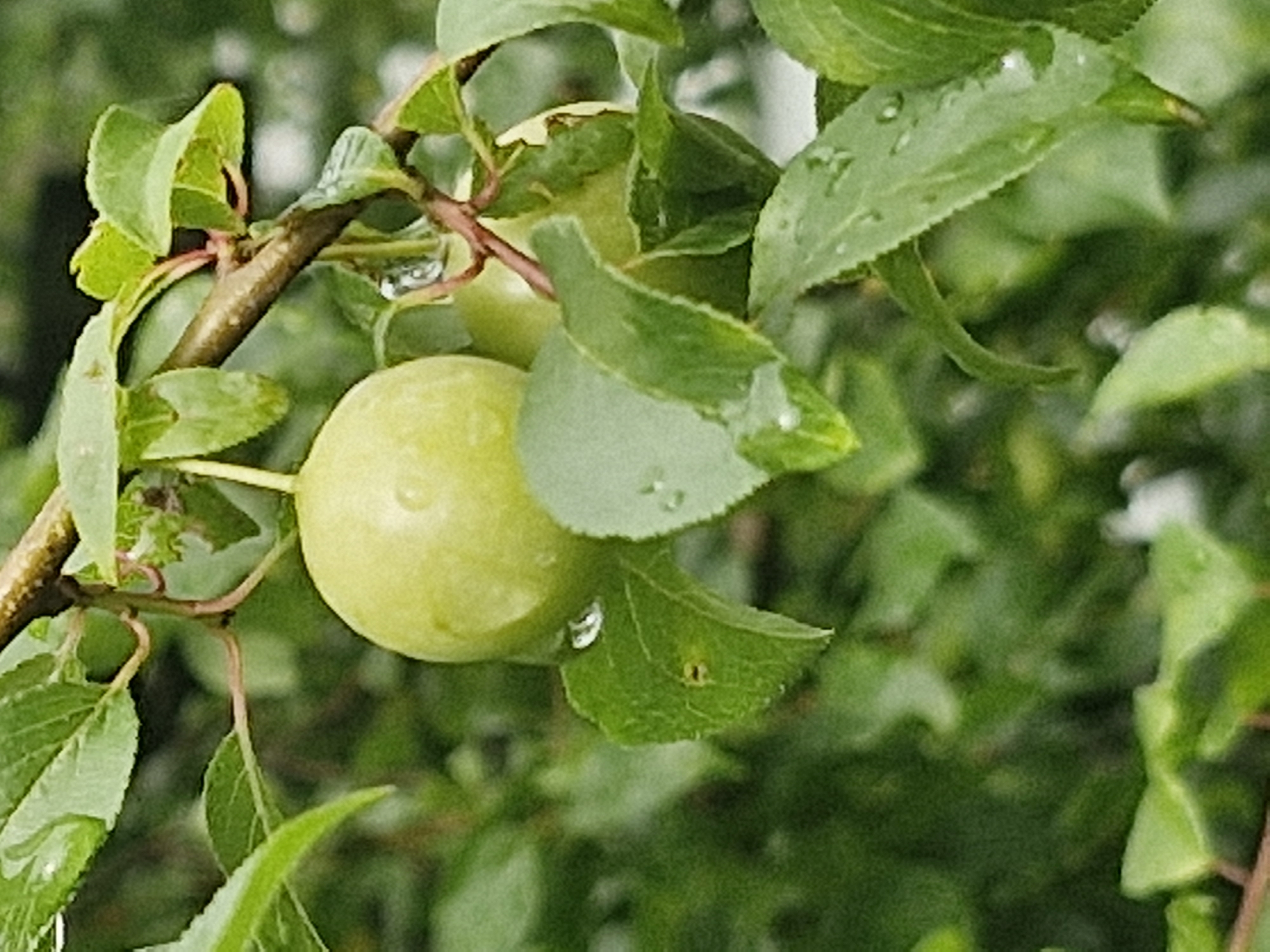 A close-up, outdoor, eye-level shot focuses on a cluster of unripe, green plums hanging from a tree branch. The plums are round and smooth, with one prominently featured in the center of the frame, appearing slightly lighter in color. Water droplets are visible on the surface of the plums and the surrounding lush green leaves, suggesting recent rainfall. The branch itself is brown and woody, with reddish stems connecting to the leaves. The background is a blur of more green foliage, indicating a natural, possibly garden or park setting. There are no people or man-made structures discernible in the image. The scene is devoid of any action or interaction, presenting a static, natural composition. The location in the city of Ķekava, Latvia is not visually represented in the image.