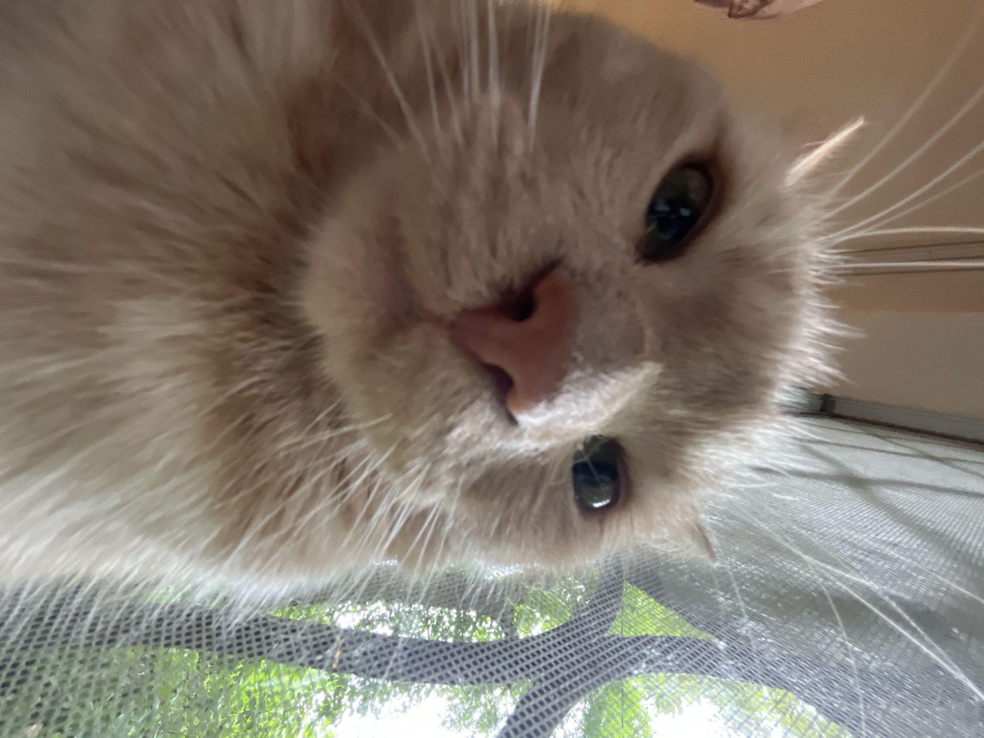 A close-up, low-angle, selfie-style photograph shows the face of a light orange tabby cat. The cat is looking directly at the camera with its eyes open. Its nose is a light pink color. The cat has long white whiskers extending outwards from its muzzle. The background consists of a window screen and blurred green foliage outside. The lighting is natural and appears to be from an indoor source. The image is slightly out of focus, particularly towards the bottom. The location is unknown.