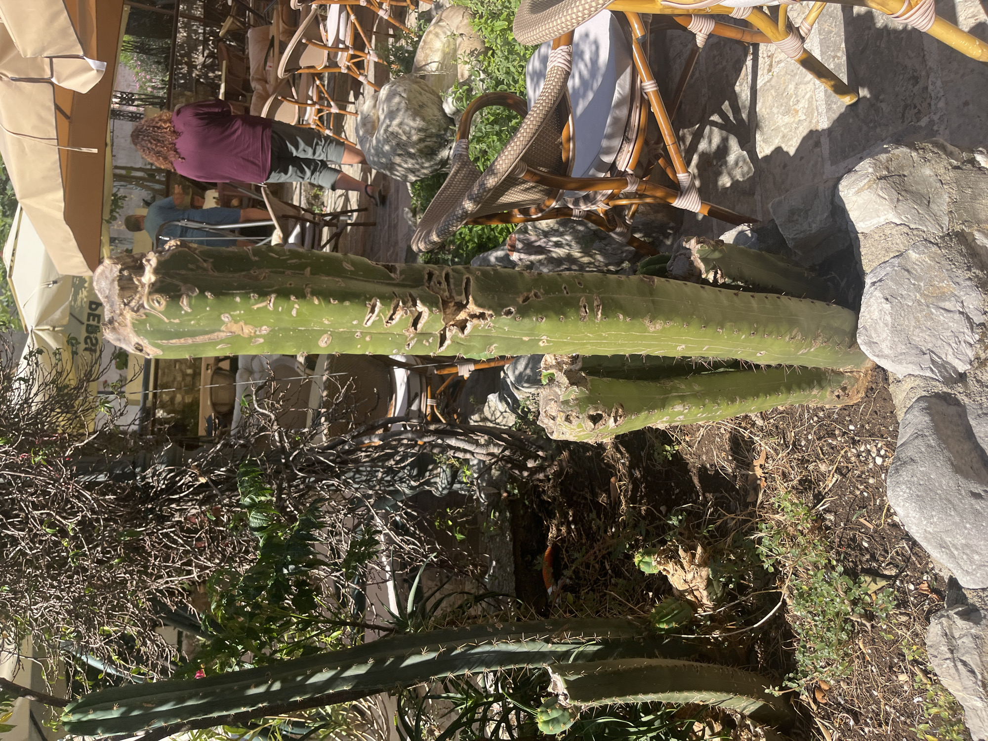 A bright, vertical, medium shot captures an outdoor seating area at a cafe or restaurant. The focus is on a large, green cactus in the foreground, which is damaged and has been cut at the top. The cactus is surrounded by dry earth, rocks, and some greenery. Behind the cactus, several tables and chairs are visible, with woven seats and bamboo-like legs. Some of these are draped with white cushions. Beyond the seating area, a person with curly brown hair wearing a maroon shirt and grey shorts stands facing away from the camera, interacting with another person who is partially visible. Sunlight casts strong shadows on the ground and the stone wall behind the furniture, suggesting a sunny day. The setting appears to be in Budva, Montenegro. There is no visible text in the image.
