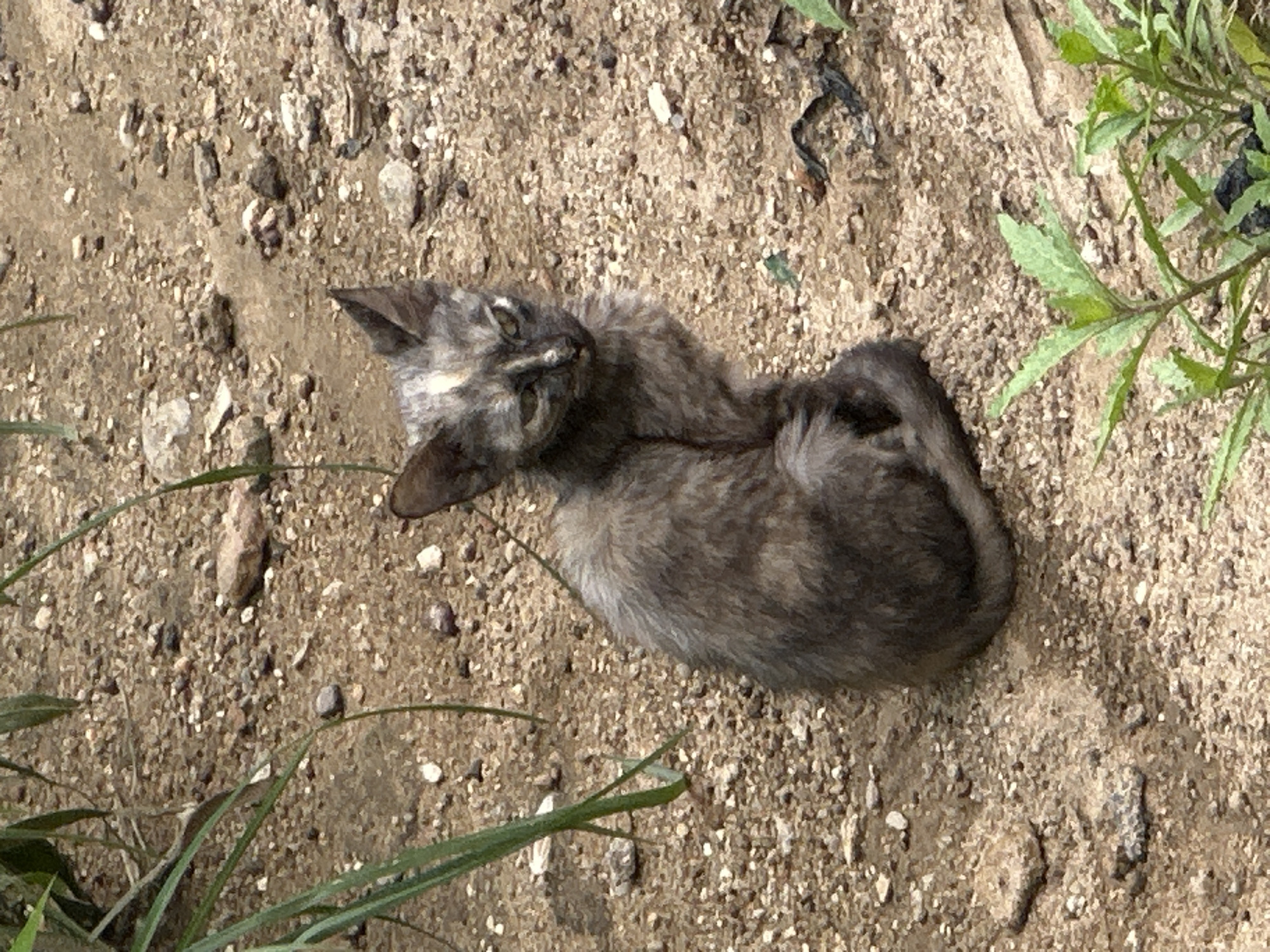 A young tortoiseshell cat sits curled on sandy, rocky ground. Long green grass blades are visible in the upper left corner, and in the lower right corner, a few green plants grow. The cat's fur is a mix of grey, black, and light brown patches, and it has a streak of white on its forehead. The cat is looking to the right with its head slightly tilted. The ground is composed of small pebbles and dirt, with some larger stones scattered around. The scene appears to be outdoors, possibly in a natural or undeveloped area.