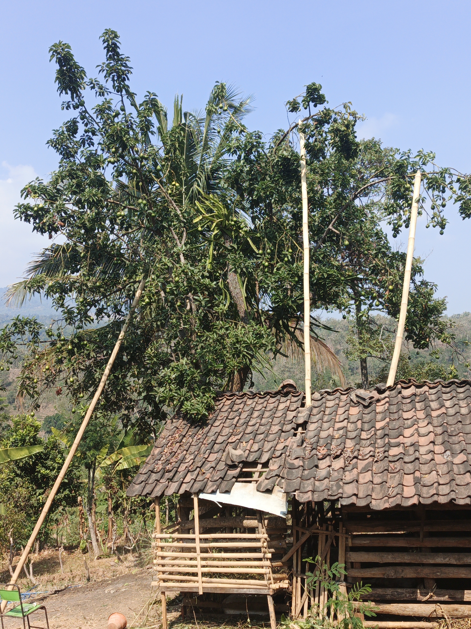 This image captures a rustic scene in the city of Kepel, Indonesia, on a clear, bright day. In the foreground, a dilapidated wooden structure with a tiled roof stands partially obscured by the dense foliage of a large avocado tree. The tree is laden with ripe avocados, which are visible among the green leaves. Two long bamboo poles prop up the branches of the avocado tree, suggesting it might be a mature tree with heavy fruit. The wooden structure appears to be a shelter or perhaps an animal pen, constructed with rough-hewn planks and bamboo. The roof tiles are weathered and uneven, with some missing or displaced, indicating age and exposure to the elements. To the left of the structure, a green plastic chair sits on the dusty ground. In the background, rolling hills covered in lush vegetation are visible under a clear blue sky. The overall impression is one of rural simplicity and the bounty of nature.
