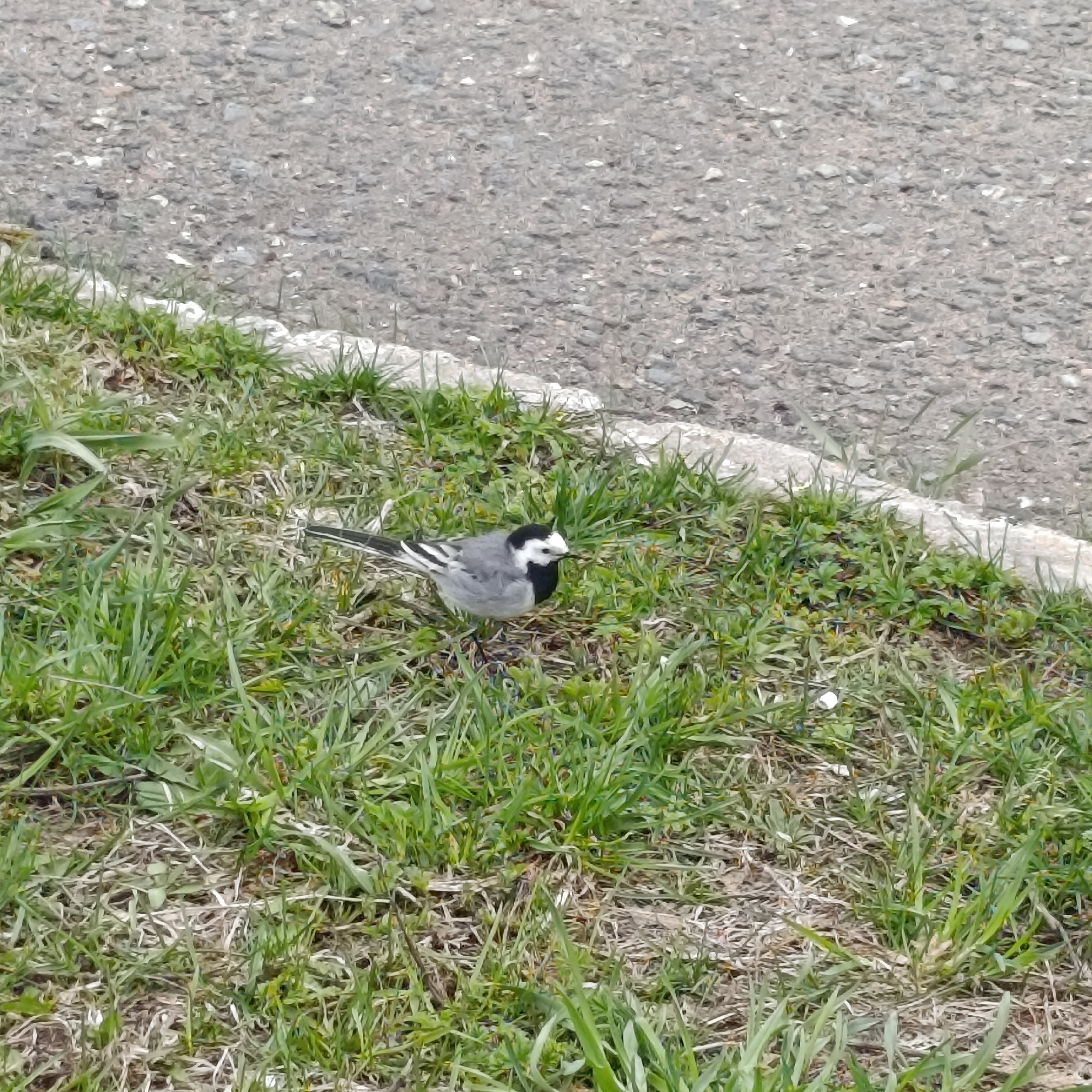 The image displays a small bird, identified as a wagtail, standing on a patch of grass next to an asphalt road. The bird is positioned towards the center-right of the frame, facing slightly left with its head turned to the right. It exhibits characteristic black and white plumage, featuring a black cap, white face, black bib, grey back, and white underparts, with a long, slender tail.
The ground beneath the bird is covered with a mix of vibrant green grass and some drier, lighter-colored vegetation. A light-colored curb or painted line separates the grassy area from the adjacent asphalt road, which occupies the upper portion of the photograph. The road surface appears to be rough, composed of dark grey aggregate.
The scene is captured in natural daylight, indicating it is daytime. No other subjects or specific activities are visible, and there is no discernible text anywhere in the image. The setting is an outdoor environment in Марковский, Russia, suggesting an urban or suburban roadside.