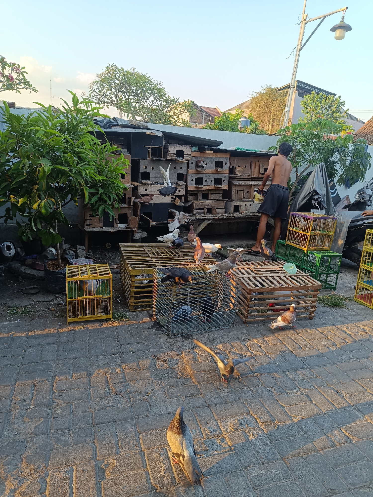 In Yogyakarta, Indonesia, on a paved outdoor area, a shirtless man wearing dark shorts stands by a multi-level pigeon coop. Surrounding the coop are several cages of various sizes and colors, some containing pigeons. In the foreground, multiple pigeons are seen on the ground and inside the cages, with some in flight. The environment suggests a pigeon breeding or racing setup, with the presence of many pigeons and their housing structures. The scene is illuminated by sunlight, casting long shadows.