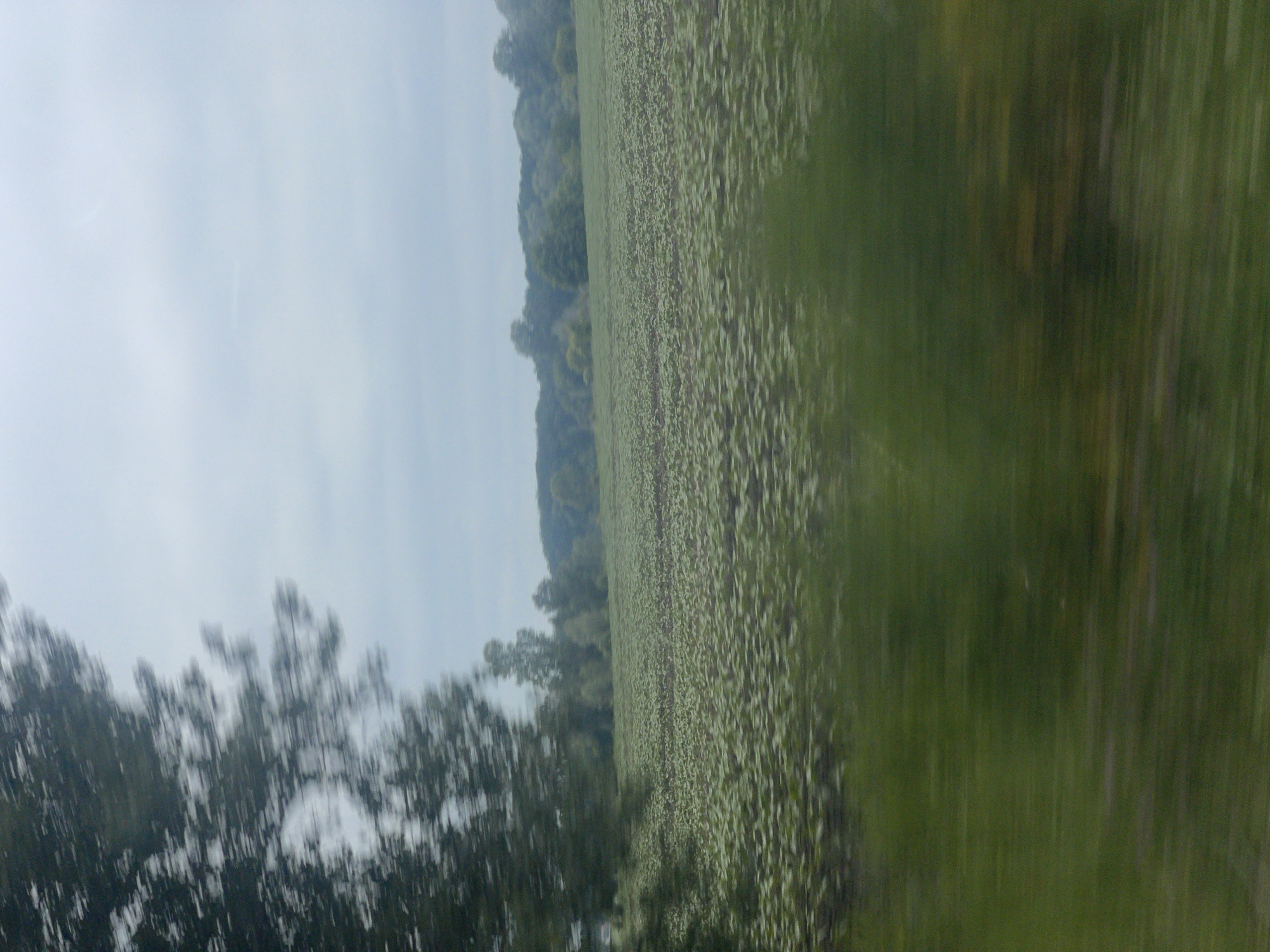 The image depicts a landscape scene from the outskirts of Kopyli, Ukraine. A large field of young plants, likely crops, dominates the midground. The plants are densely packed and appear as a uniform, light green carpet with darker lines indicating rows. In the background, a dense line of trees forms a natural border against a cloudy sky. A portion of a tree with blurred foliage is visible on the left side of the frame, suggesting the photo was taken from a moving vehicle. The foreground is blurred and shows a band of green, possibly grass or more vegetation, further emphasizing the sense of motion. The overall atmosphere is muted due to the overcast weather.