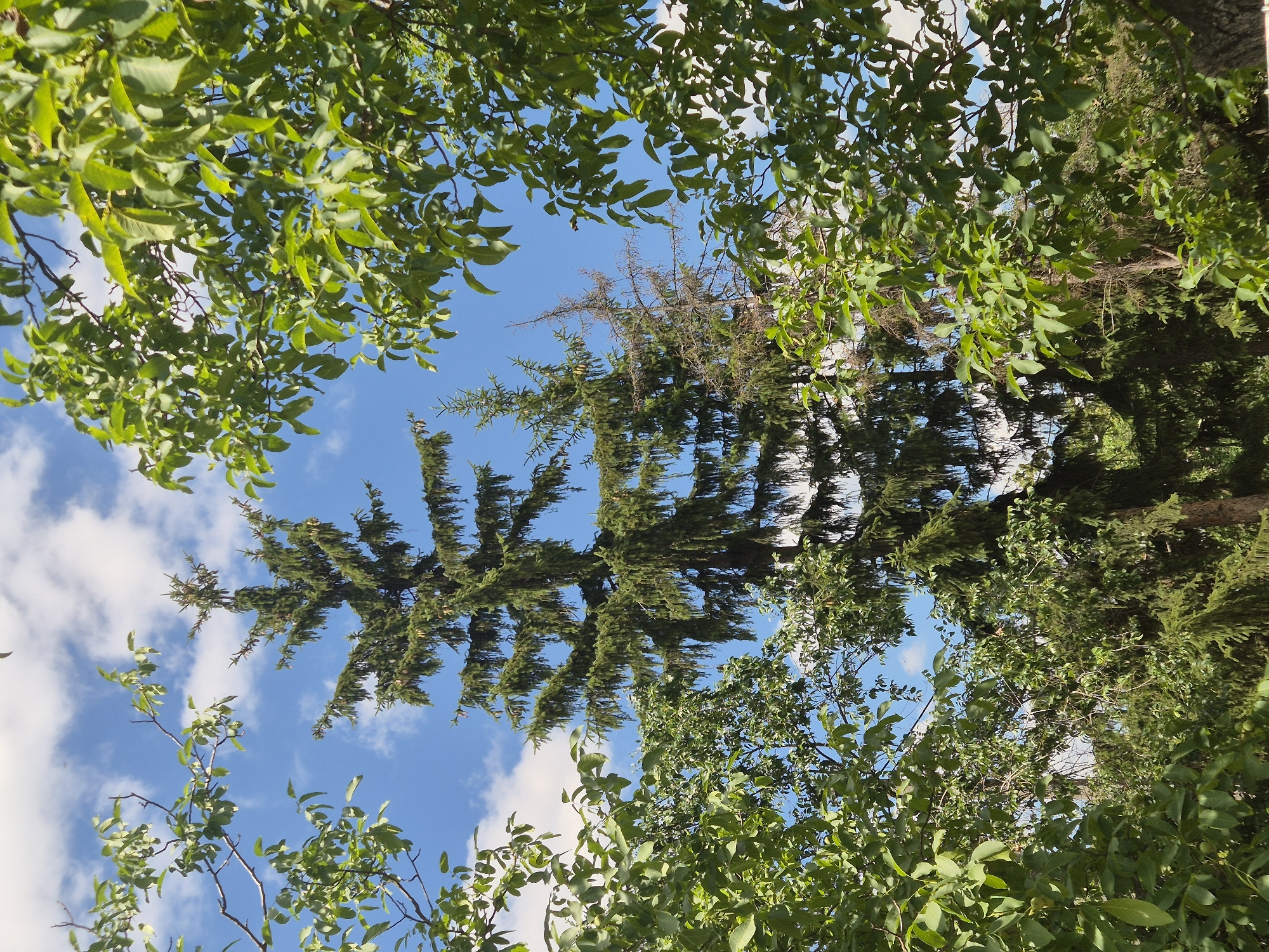 The image captures a view looking upwards towards the sky through a canopy of trees. In the center, a tall, mature spruce tree dominates the frame, its branches reaching upwards. To the right of the spruce, a dead or dying tree with sparse brown branches is visible, contrasting with the vibrant green of its living neighbor. The foreground and edges of the image are framed by the lush green leaves and branches of deciduous trees, likely in full foliage. The sky above is a clear blue with scattered white clouds. The scene appears to be in a natural or semi-natural setting, possibly a park or garden, given the mix of coniferous and deciduous trees and the presence of what looks like an urban environment in the background. This scene is located in the village of Sozonivka, Ukraine. There are no people or animals visible in the image, and no specific actions or interactions are depicted.