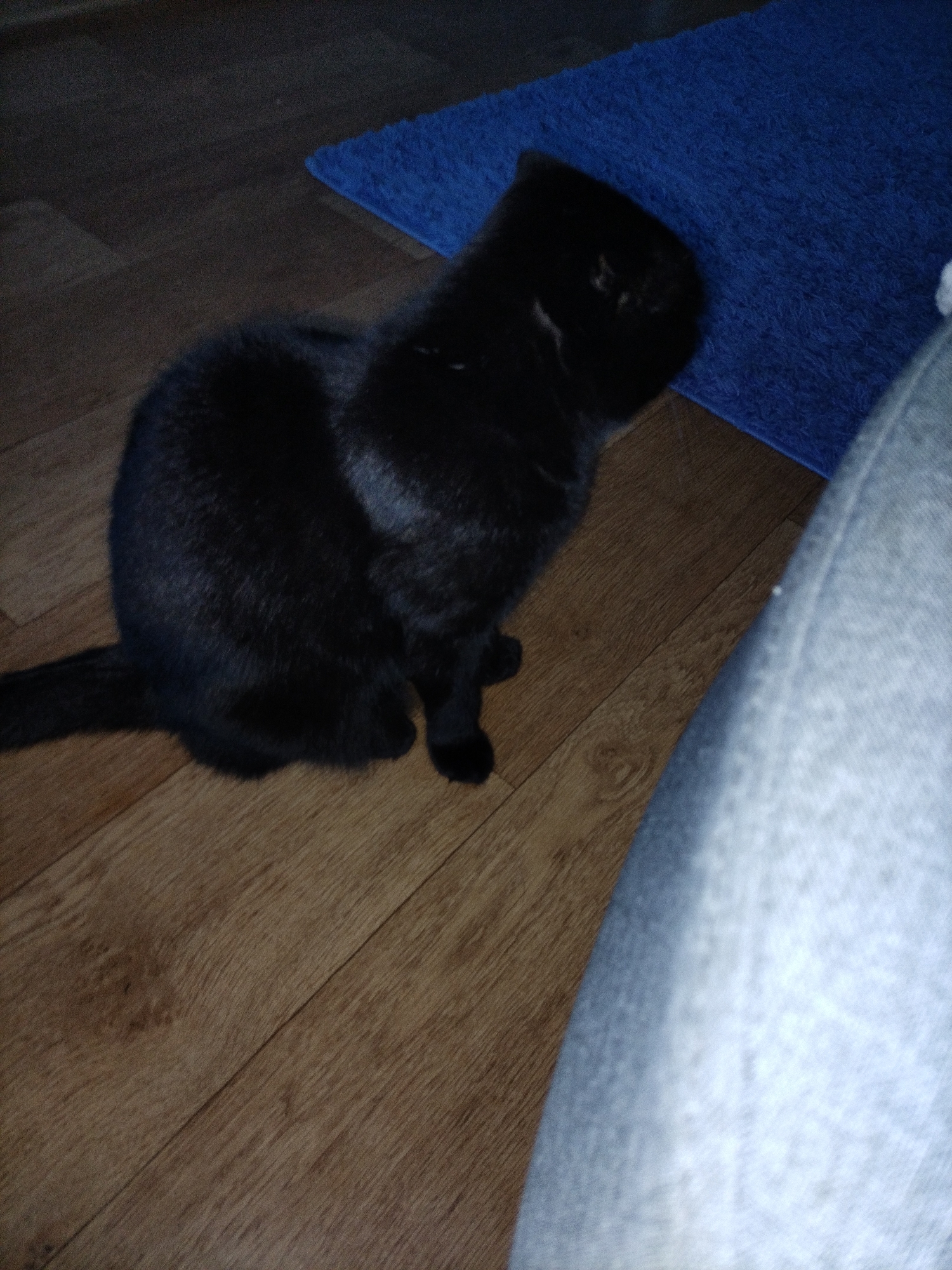 A black cat is sitting on a wooden floor. To the right of the cat is a blue rug. To the far right is a light blue fluffy material. The cat is facing left. The image is taken from a high angle.