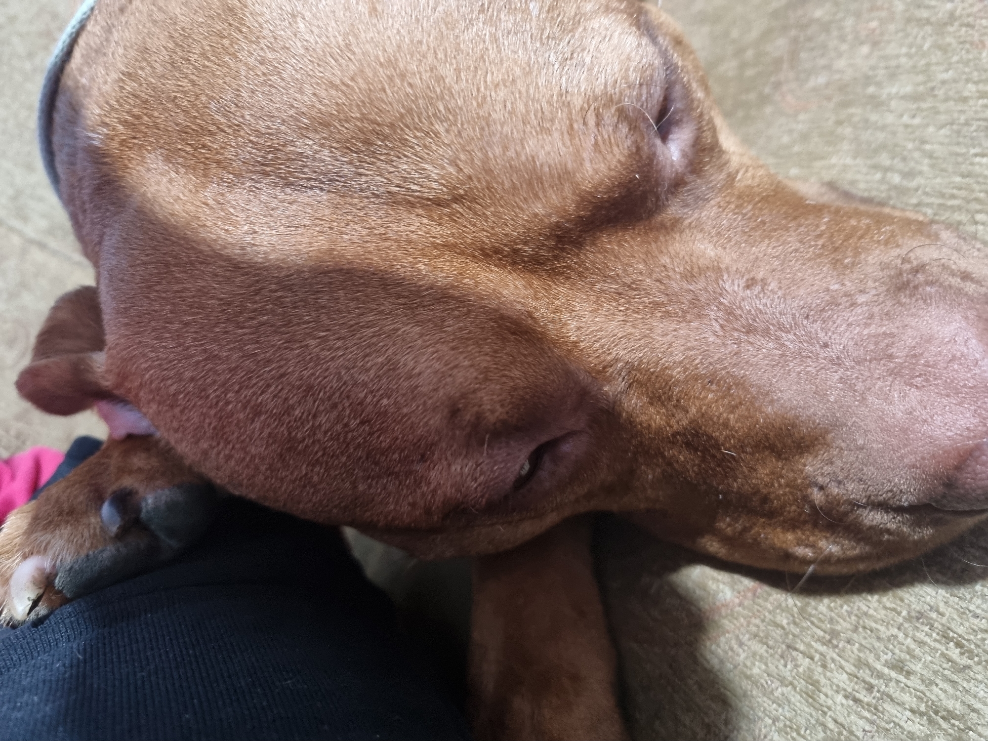 A close-up shot shows a brown dog sleeping. Its head rests on a surface covered in black fabric, with one paw visible. The dog's eyes are closed, and its nose is visible. The background is a beige textured surface.