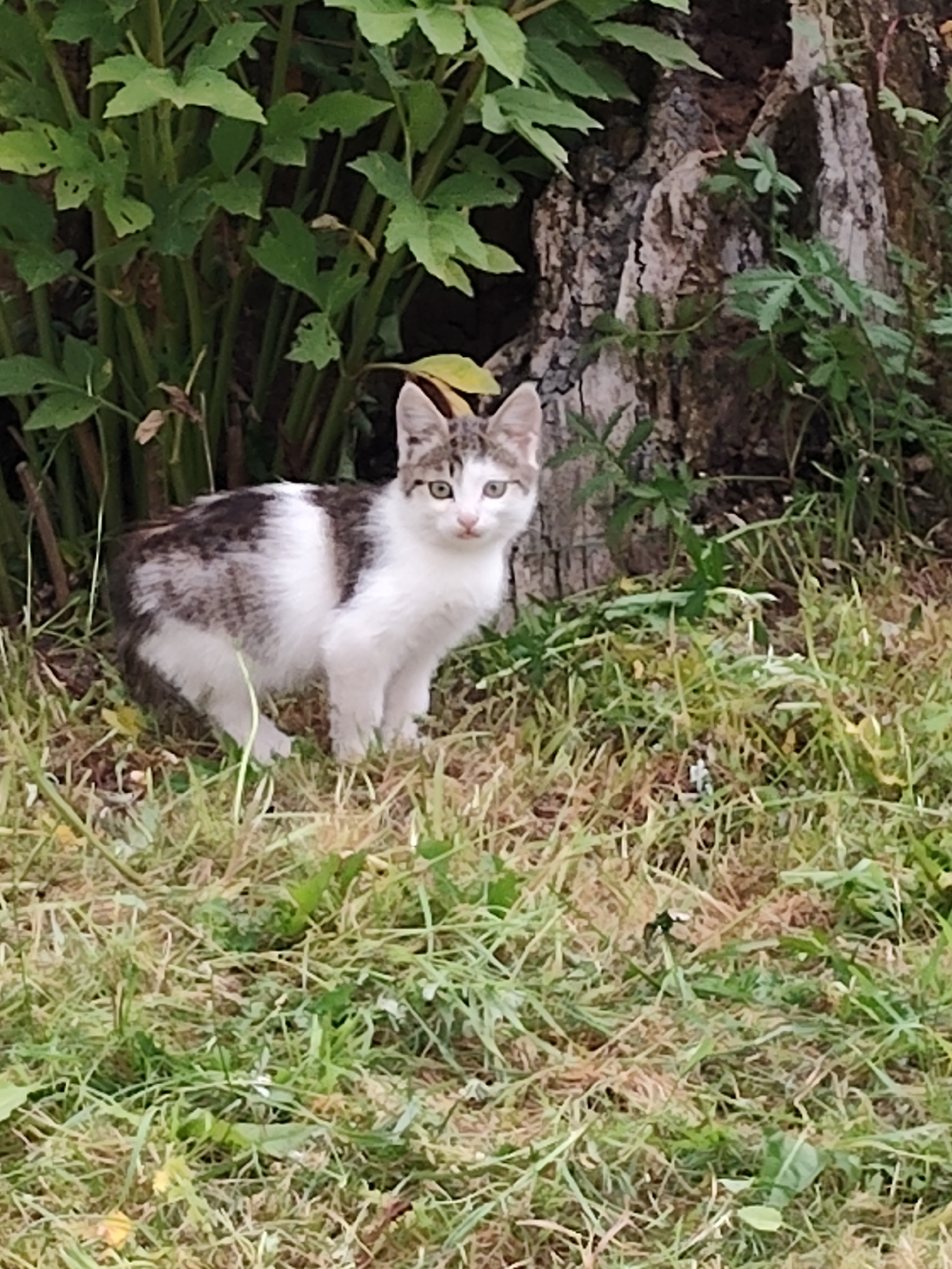 A young, domestic short-haired cat with a patchy grey and white coat is positioned in the foreground, facing the viewer. The cat is sitting on a patch of dry grass and is surrounded by green foliage and a rough-barked tree trunk. The environment appears to be an outdoor setting, possibly a garden or woodland area. The lighting suggests it is daytime. The image does not provide enough information to determine a specific location within Забалацкі сельскі Савет, Belarus.