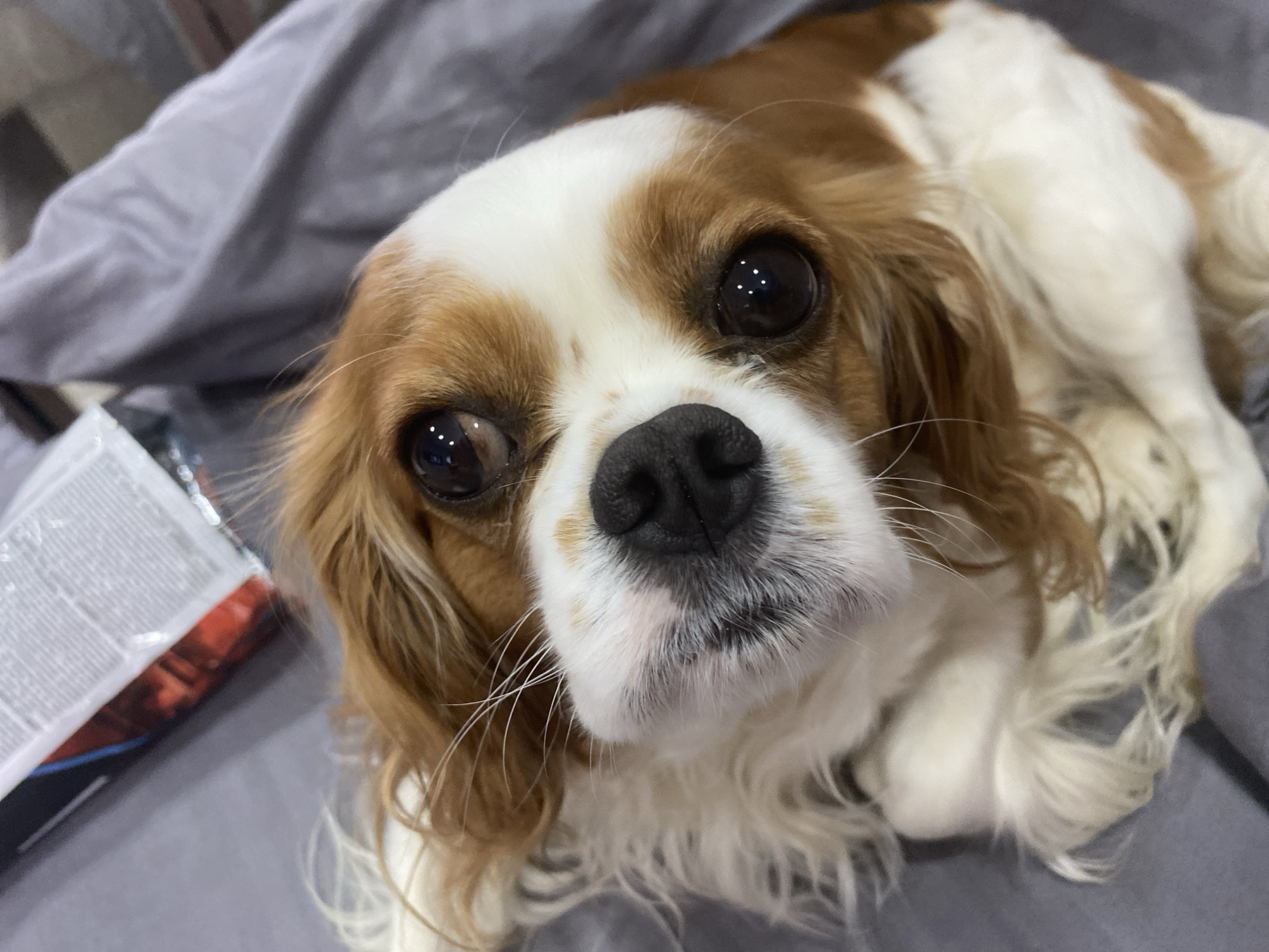 A close-up, high-angle shot shows a Cavalier King Charles Spaniel dog resting on a gray surface, possibly a blanket or bed. The dog's head is angled towards the camera, with its large, dark eyes reflecting light. Its fur is a mix of brown and white, with distinct markings on its face. The dog's nose is black and wet, and its whiskers are prominent. To the left of the dog, a portion of a white package with some red and black text is visible. The background is soft and out of focus, with a gray texture that suggests fabric. There are no people or other animals in the image. The scene appears to be indoors, in an unknown urban or suburban location.