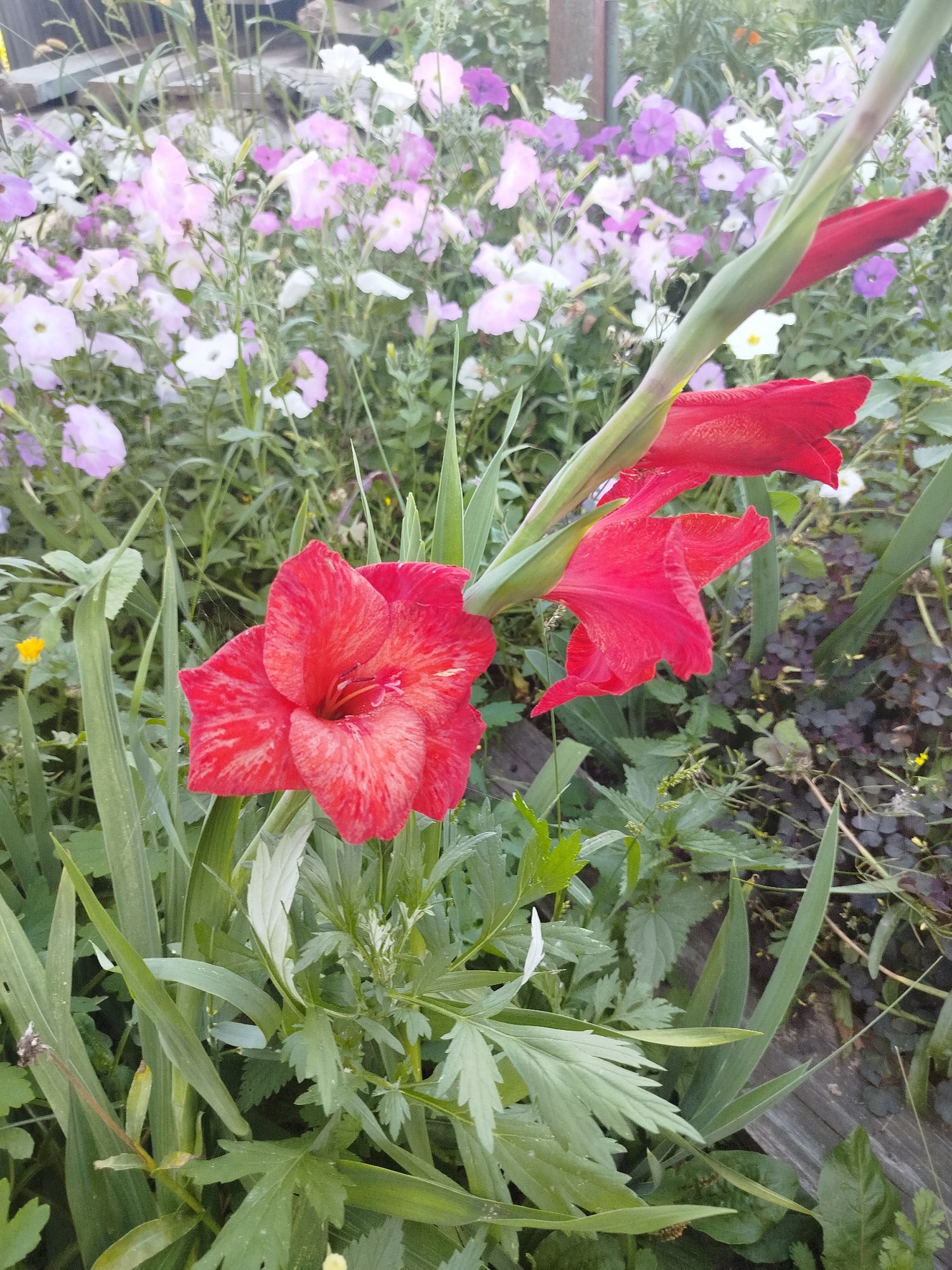 A close-up, eye-level shot captures a vibrant gladiolus flower in full bloom, its rich red petals strikingly contrasted against a soft background of pink and white petunias. The gladiolus, with its characteristic sword-like stem, dominates the foreground, its lower bloom open and facing the viewer, while two more buds are visible further up the stem. The surrounding greenery is lush and varied, with long, sword-shaped gladiolus leaves reaching upwards and a scattering of smaller plants and weeds in the mid-ground and background. The overall impression is one of a thriving summer garden, possibly in Zavodoukovsk, Russia, where the sunlight filters through the leaves, casting a gentle glow on the scene. The image appears to have been taken outdoors during daylight hours, with no people or animals present.