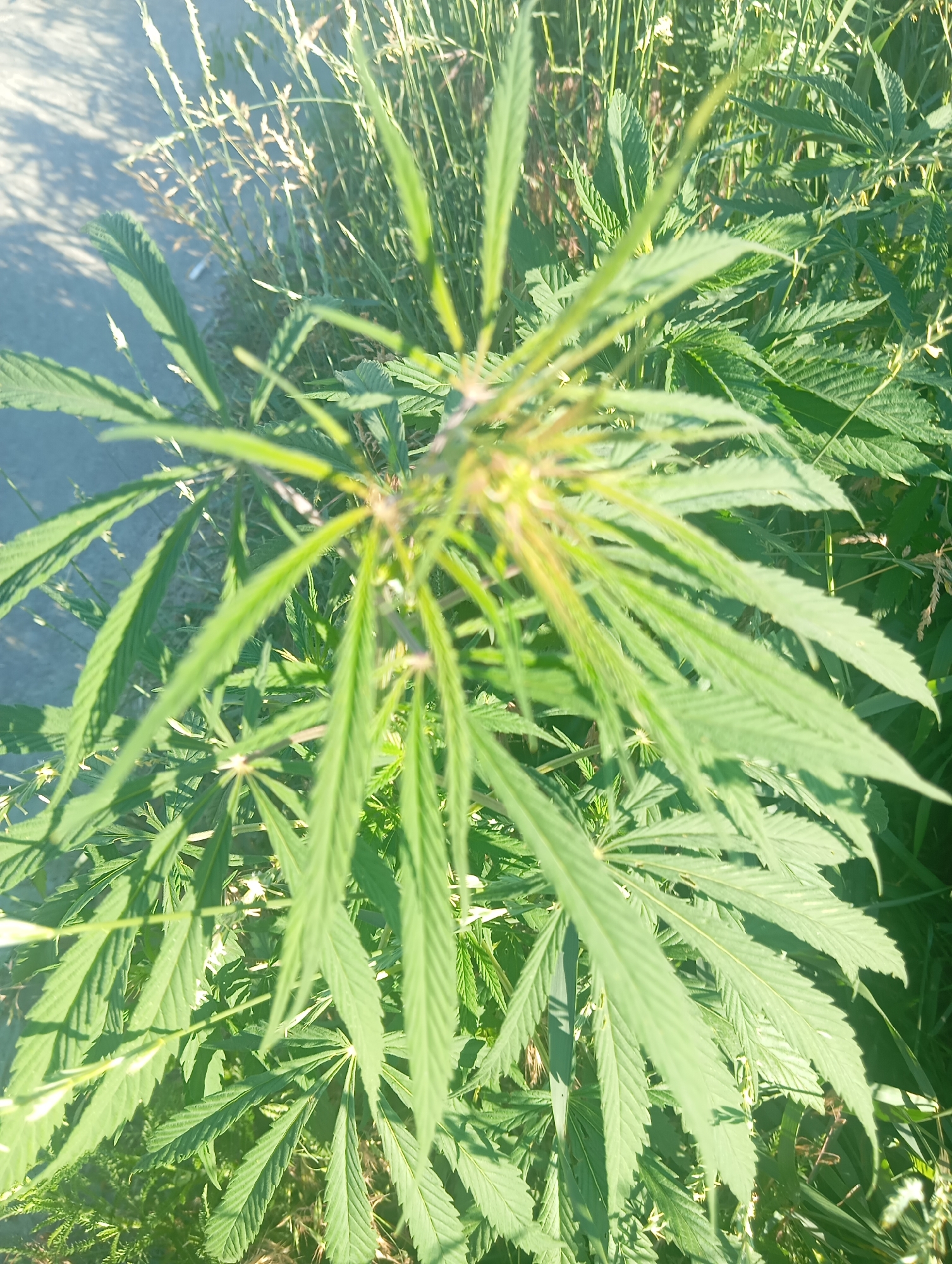 The image depicts a close-up, overhead view of a cannabis plant growing outdoors in a natural setting, likely in the village of Sofiivska Borshchahivka, Ukraine, given the context provided. The plant is characterized by its distinct, serrated palmate leaves, which are a vibrant green color. The focus is on the upper part of the plant, with some leaves appearing slightly blurred due to the camera's focus or movement. Surrounding the cannabis plant are other types of tall, thin grasses and vegetation, typical of an uncultivated or semi-wild environment. The lighting suggests it is daytime, with sunlight casting shadows and highlighting the textures of the leaves and surrounding flora. There are no people or any artificial structures immediately visible in this specific frame. The overall impression is that of a plant growing in a rural or semi-rural outdoor environment.