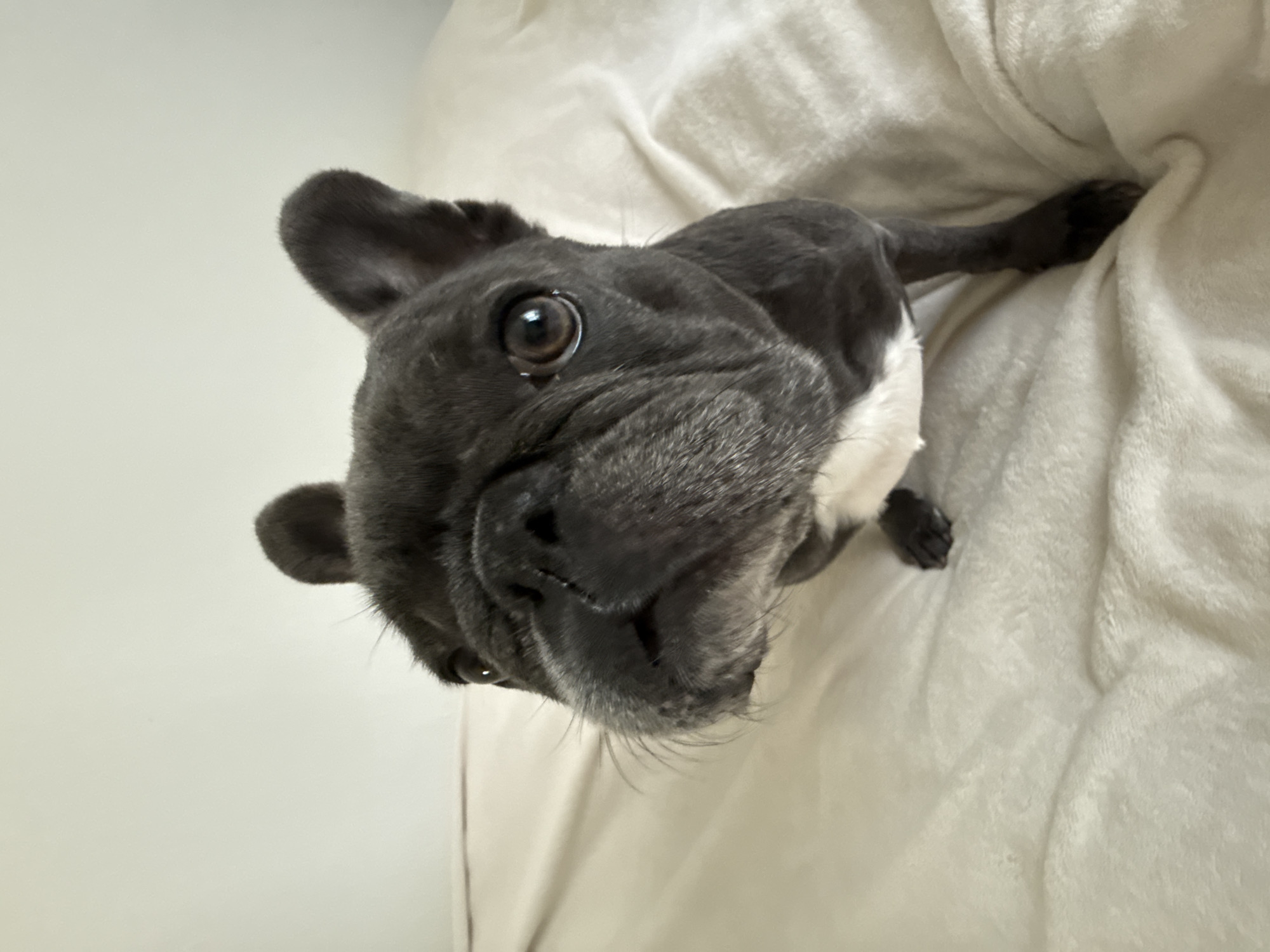 A close-up, head-on shot shows a French bulldog with dark gray fur and white markings on its chest, sitting on a white, textured surface that appears to be a bed. The dog's ears are erect and alert, and its large, expressive brown eyes are looking directly at the camera. Its snout is broad and wrinkled, characteristic of the breed. The background is a plain, light-colored wall. The image captures the dog's face and upper body, with its front paws visible near the bottom of the frame. The lighting is soft, creating a gentle atmosphere. The scene is indoors, likely in a residential setting. There is no visible indication of its location in Bad Sachsa, Germany.