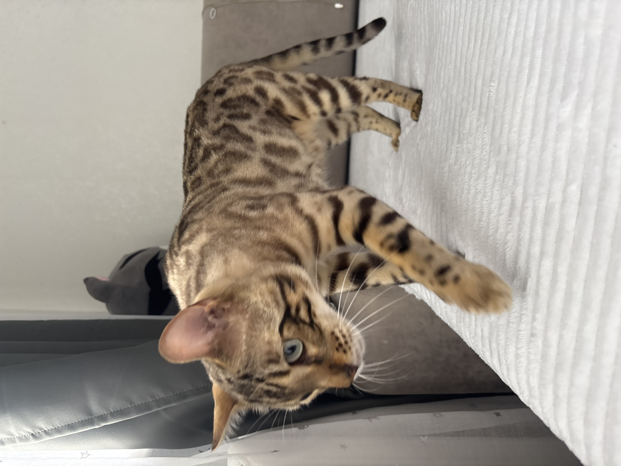 A Bengal cat with brown and black spots walks across a white, textured surface. The cat is in the center of the frame, facing left with its head lowered. Its eyes are light blue. The background is blurred, showing a gray curtain on the left and a gray couch on the right. A dark gray stuffed toy with pointy ears is partially visible behind the curtain. The overall environment appears to be indoors, possibly a living room. The image does not contain any information that would indicate a location in Noviy, Russia.