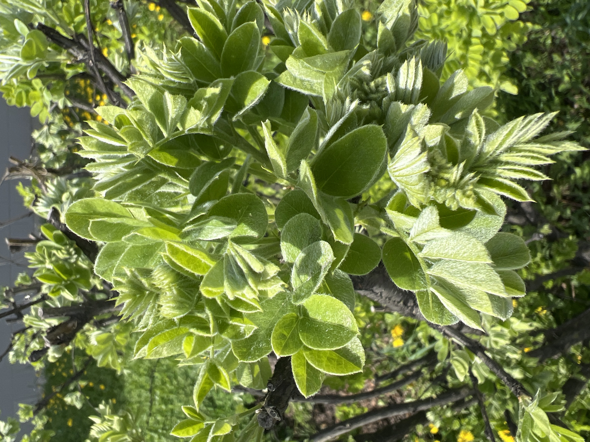 Here is a detailed description of the image:
**Subject:** A close-up view of a plant with light green leaves. The leaves are soft, with a slightly fuzzy texture, clustered around dark brown branches.
**Environment:** The plant is located outdoors, likely in a garden or park setting. Yellow flowers are visible in the background along with a glimpse of greenery, suggesting a natural, possibly urban, environment.
**Location:** Based on the prompt, the image was taken in the city of Chaikovsky, Russia. However, no elements in the image specifically confirm that location.
**Details:** The leaves show varying shades of green, with new growth appearing lighter in color. The composition focuses on the plant itself, giving a sense of the plant's textures and colors in detail. The lighting is bright, emphasizing the fresh, natural quality of the scene.