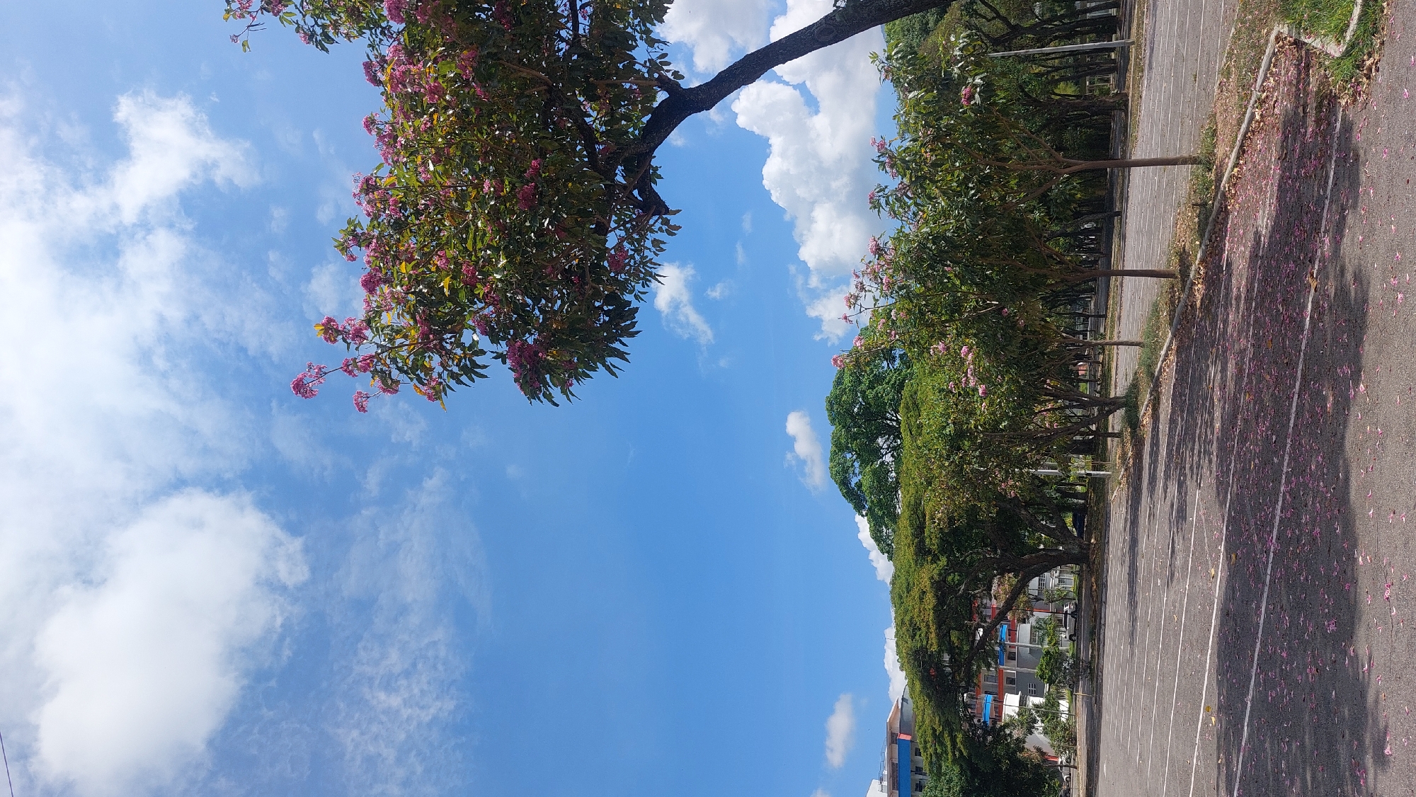 The image shows an outdoor parking lot scene in Caracas, Venezuela. The view is tilted. On the left side of the frame is a flowering tree with pink blossoms against a bright blue sky dotted with fluffy white clouds. To the right of the sky, there are rows of trees lining the edge of the parking lot. The parking lot itself is paved with grey asphalt and marked with white lines. The asphalt is covered with fallen pink blossoms. In the background, buildings with red, white, and blue colors can be seen, indicative of the urban landscape.