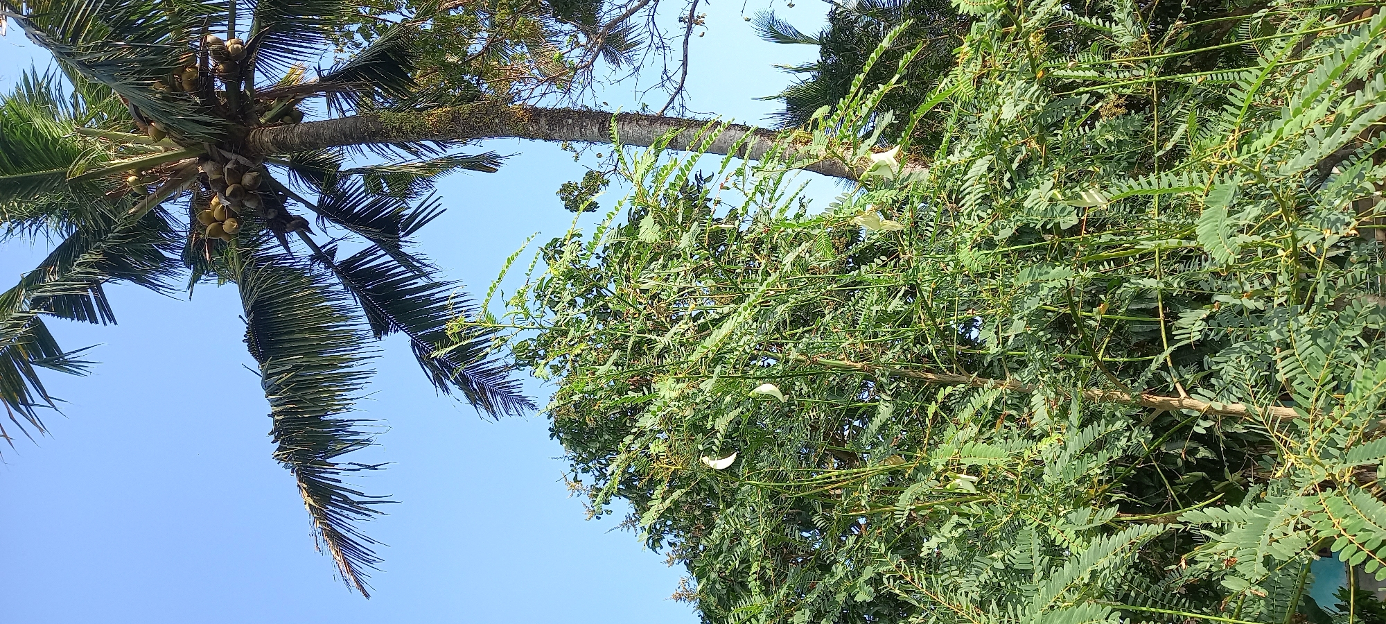 The image captures a serene outdoor scene in Sidamulya, Indonesia, dominated by lush vegetation under a clear blue sky. In the foreground, a vibrant green tree with delicate, feathery leaves and long, thin pods is prominently featured. Scattered among the leaves are several white, bell-shaped flowers, adding a touch of visual interest. A mature coconut palm tree stands tall in the background, its trunk textured and weathered, with a cluster of young coconuts visible amongst its fronds. The surrounding environment is filled with dense foliage, suggesting a tropical or sub-tropical climate. The lighting indicates it is daytime, with the sun casting natural light on the scene. No people are visible in the image.