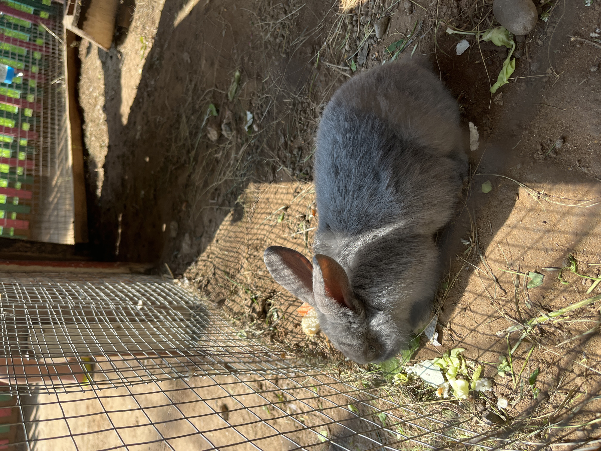 A grey rabbit is visible in an outdoor enclosure with a dirt floor, next to a wire fence. The rabbit is facing left and appears to be eating or nibbling on some scattered green leafy debris. The enclosure is partially shaded, with sunlight casting shadows on the ground. In the background, a colorful wooden fence with vertical posts is visible, along with a portion of a building. The context of Chaikovsky, Russia, is not ascertainable from the visual information provided in the image.