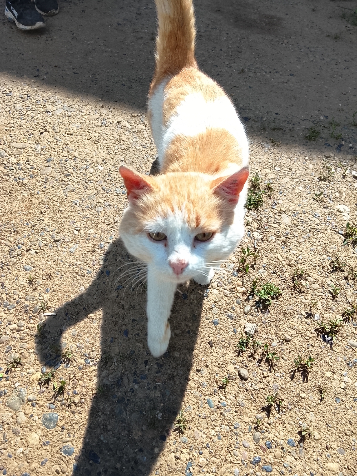 A ginger and white cat with yellow eyes walks on a gravelly surface, casting a long shadow to its left. The cat is looking directly at the camera. In the upper left corner of the image, partially visible, are the feet of a person wearing dark sneakers. The ground is composed of small stones and dirt, with sparse green plants growing throughout. The scene is illuminated by bright sunlight, creating sharp contrasts and shadows. The location is the city of Kuyeda, Russia.