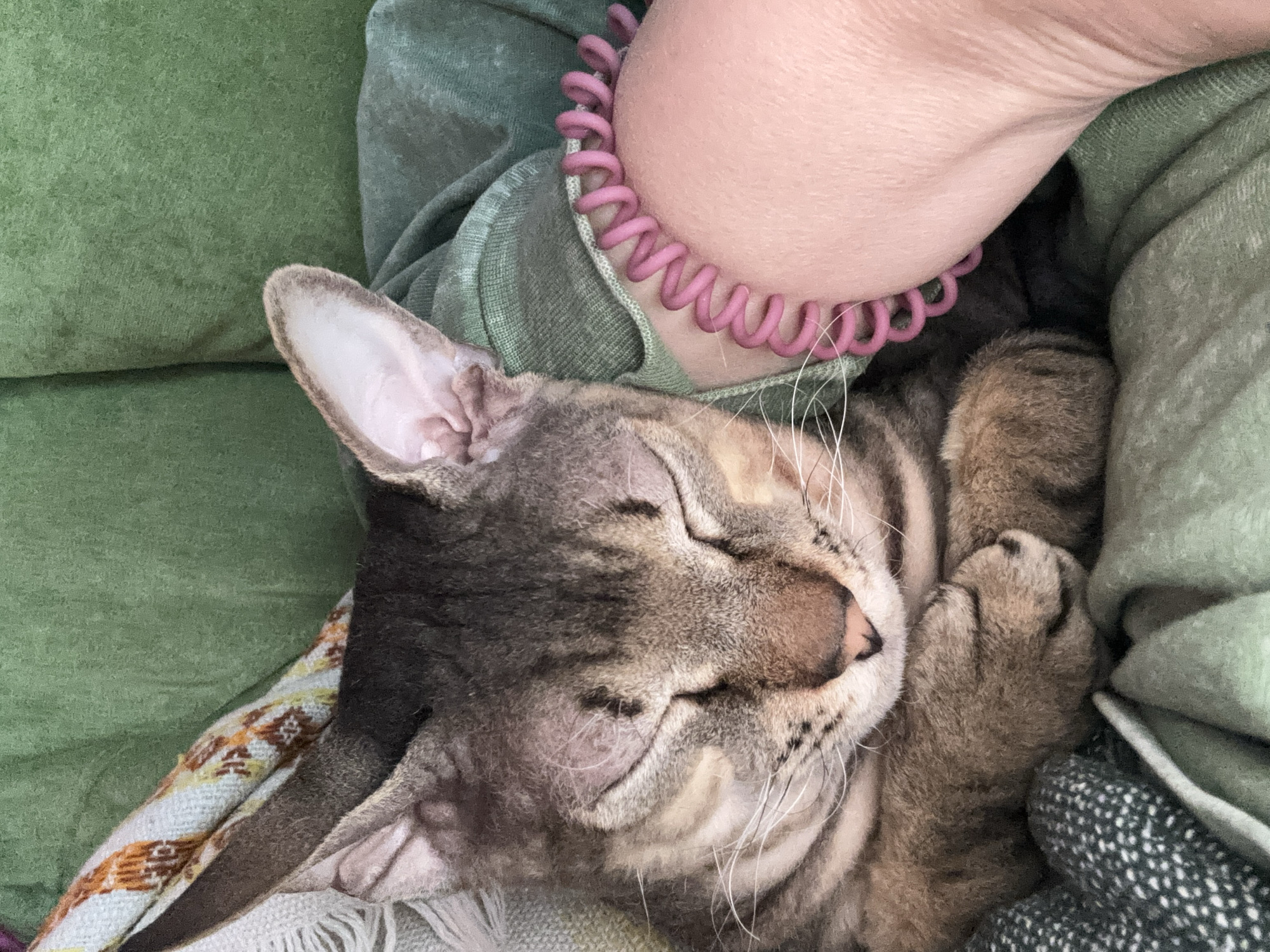 A close-up shot shows a tabby cat sleeping soundly in what appears to be a person's lap. The cat is nestled amongst soft fabrics, potentially blankets or clothing. The cat's eyes are closed, and its paws are tucked close to its face. A portion of a human arm, adorned with a pink spiral bracelet, is visible near the cat's head. The setting suggests a comfortable, domestic environment. The location is not possible to determine from the given image.