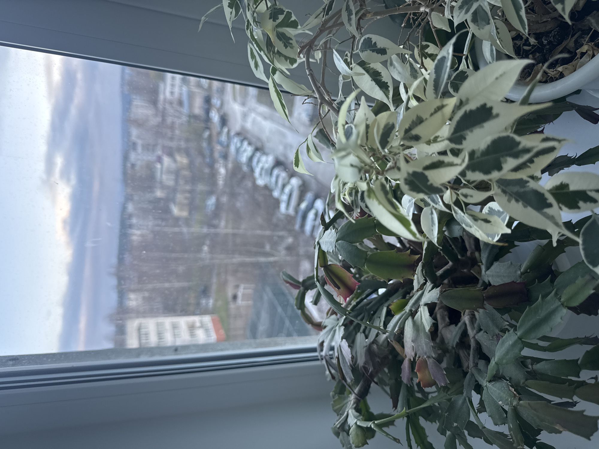 The image depicts an indoor scene with a windowsill view of a city, likely Chaikovsky, Russia, based on visual cues.
The foreground features two potted plants: a variegated Ficus benjamina (weeping fig) with green and white leaves, and a Christmas cactus (Schlumbergera) with flattened, segmented stems, some showing reddish coloration.
The background, seen through a window, shows an urban landscape. A row of parked cars lines the street. A multi-story building with a light-colored facade and a red roof element can be seen. The sky is overcast.
The window frame is white and clean. The focus is shallow.