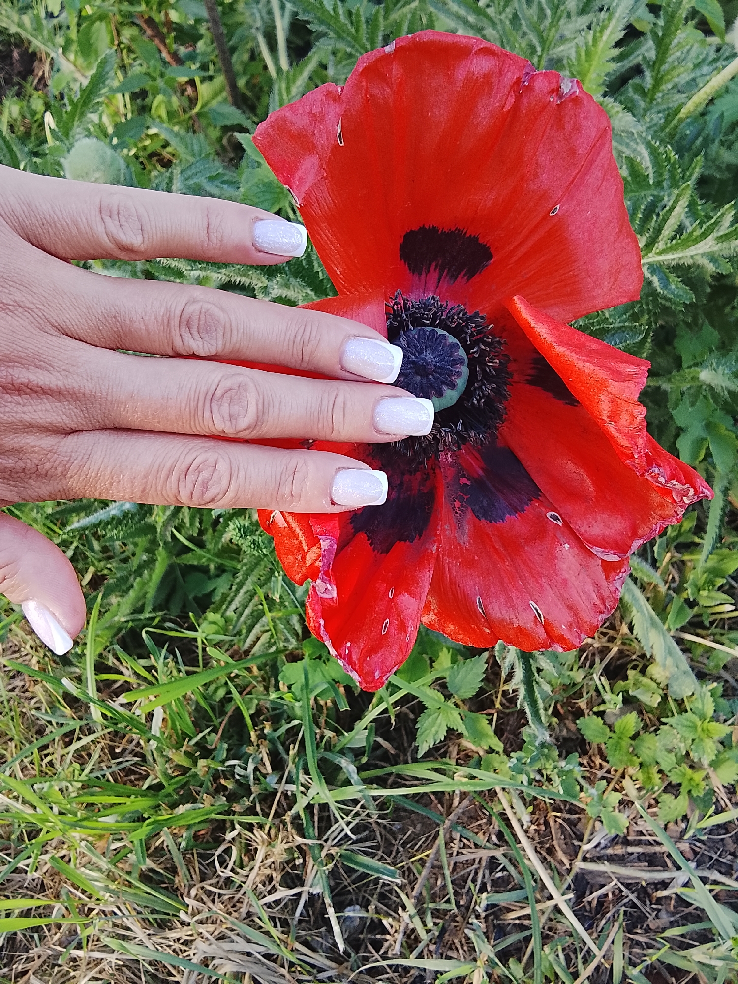 A close-up shot shows a red poppy flower in an outdoor setting. A person's hand with pale nails rests gently on the flower's petals. The surrounding environment is grassy, with some brown patches visible in the dirt underneath. The specific location is Kuyeda, Russia.