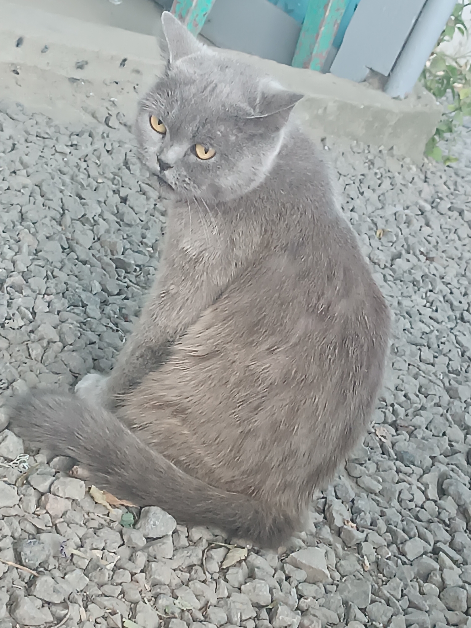 A medium shot captures a gray cat sitting on a gravel surface. The cat is facing away from the camera, with its head turned to look over its left shoulder. Its eyes are yellow, and its ears are pointed. The cat has a bushy tail that curls around its body. The background shows a light-colored concrete structure and some green foliage. The lighting suggests it is daytime.