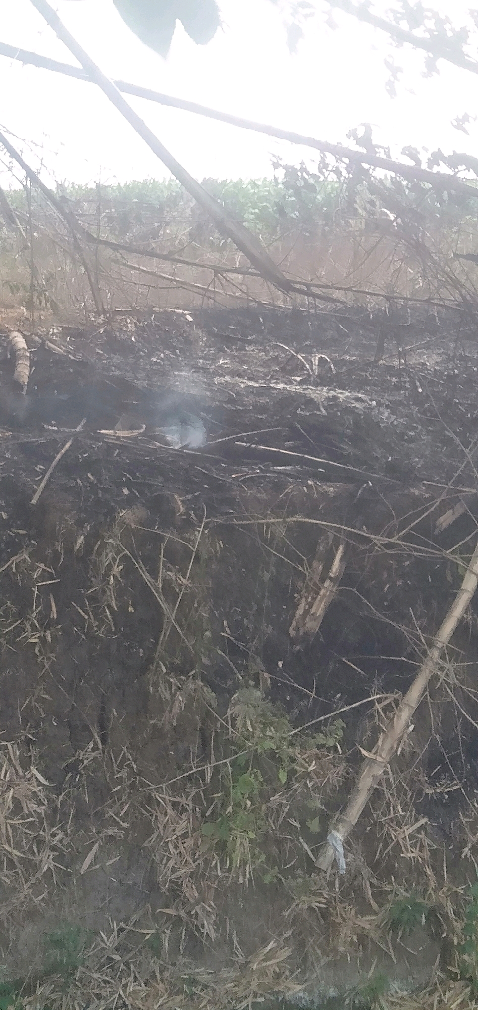 The image shows a desolate scene in Plemahan, Indonesia, with evidence of a recent fire. The ground is covered in ash and charred debris, with remnants of burnt vegetation and branches scattered about. A faint plume of smoke rises from the left side of the frame, indicating that the fire may still be smoldering. The background appears to be a field of crops, though it is obscured by overgrowth and the hazy atmosphere. The overall impression is one of destruction and neglect, with no signs of human presence or activity in the immediate vicinity. The natural elements, such as the trees and the field, are present but appear damaged or affected by the fire.