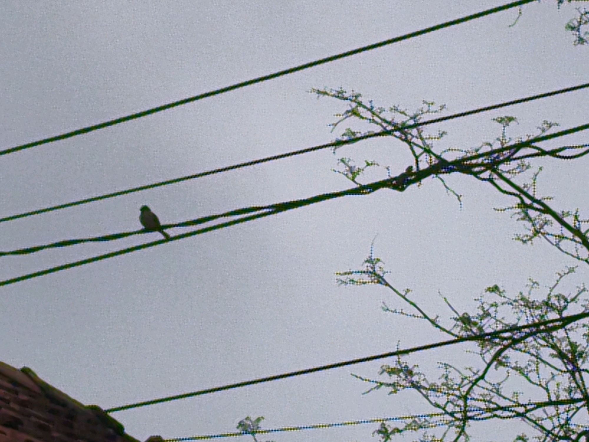A horizontal, grey-toned, slightly grainy, medium-distance shot shows a bird perched on a wire. The bird, a small silhouette with a lighter underside, is facing left. Three dark, parallel wires span the frame horizontally. To the right of the wires, a tree with delicate, leafless branches and small buds extends into the frame from the right. The sky is a uniform, overcast grey. In the bottom left corner, the upper portion of a reddish-brown tiled roof is visible, suggesting an urban or suburban setting. The scene is devoid of human presence.