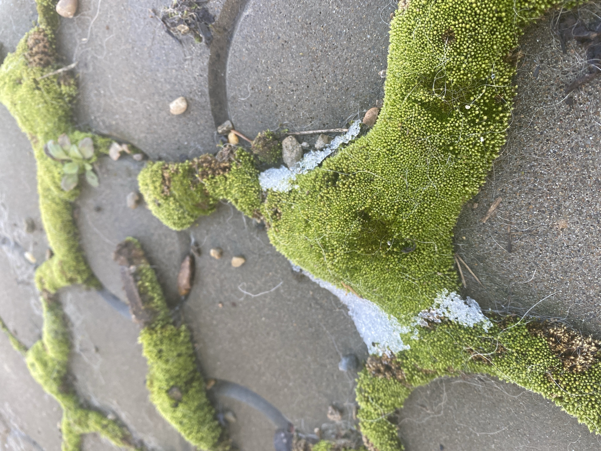 The image depicts a close-up view of moss growing between paving stones. The location is specified as the city of Прикамский, Russia, but the image does not provide further information to confirm the location. The moss is a vibrant green, and appears to have a spherical structure. Some stones are scattered throughout the scene. Some ice fragments are on the moss. The paving stones are gray and textured. Some stringy materials are visible.