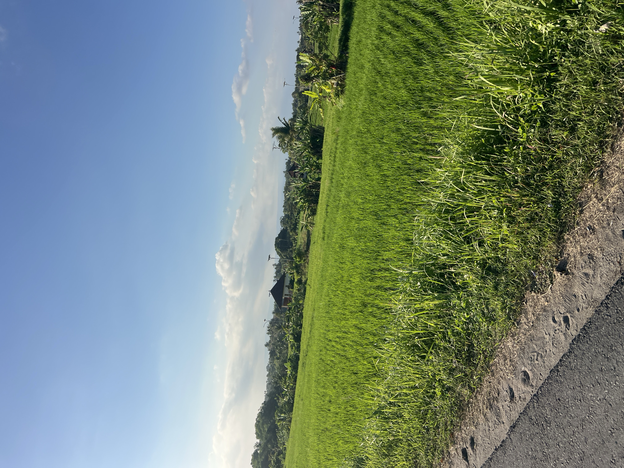The image captures a sun-drenched landscape of vibrant green rice paddies, characteristic of the rural outskirts of Kediri, Indonesia. The foreground features a dirt road or path bordering the expansive field, with tall grasses growing along its edge. In the middle ground, the lush rice fields stretch towards a cluster of trees and a small building with a dark, pointed roof, possibly a traditional Balinese-style house or a small pavilion. Several banana trees are interspersed among the vegetation, their large leaves catching the sunlight. The background shows a hazy horizon with distant hills and a clear blue sky dotted with wispy white clouds. The overall scene evokes a sense of tranquility and the natural beauty of the Indonesian countryside.