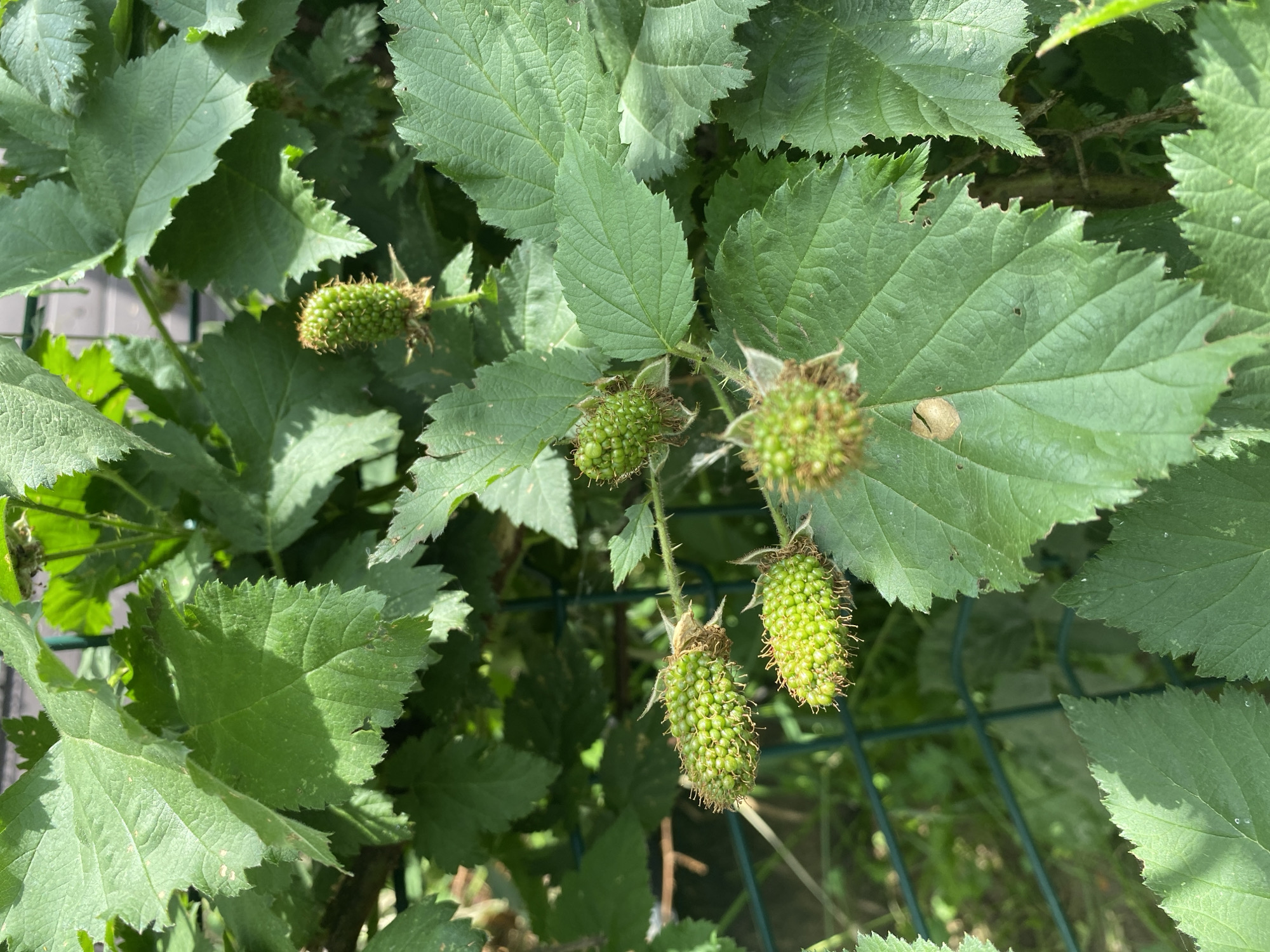 The image shows a close-up view of unripe blackberries on a bramble bush, surrounded by large, serrated green leaves. Several clusters of small, green berries are visible, each covered in tiny, spiky drupelets. The berries are a vibrant green, indicating they are still developing. The leaves are a healthy, deep green, with some showing slight discoloration or imperfections. The background is a blur of green foliage and a dark, out-of-focus fence. There is no indication of the location being in a city.