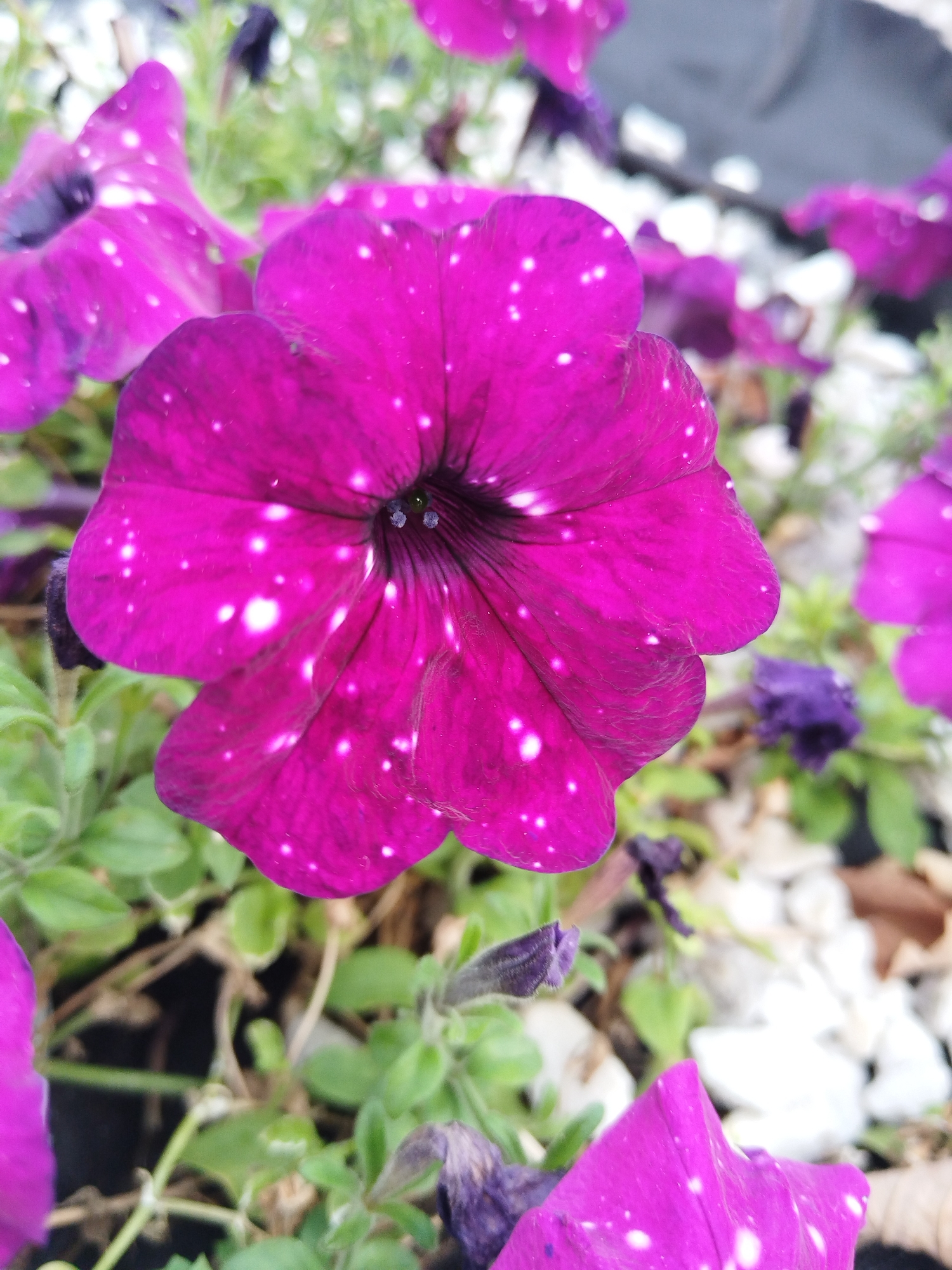 A close-up, eye-level, outdoor, slightly angled shot captures a cluster of vibrant magenta petunias with white speckles. The flowers are in focus in the foreground, with their velvety petals displaying a deep magenta hue accented by numerous small, irregular white spots that resemble stars. The center of the prominent flower is a dark, almost black color. Surrounding the main flower are other petunias, some in full bloom and others as buds, in varying shades of magenta and purple. The background is softly blurred, revealing a mix of green foliage, white decorative stones, and hints of darker soil. The scene suggests a garden or planter box setting, likely in a temperate climate. The lighting is bright, possibly from natural daylight, creating soft shadows and highlighting the textures of the petals. There are no people visible in the image. This image does not contain any identifiable landmarks or specific elements that would definitively place it within the city of Brest, Belarus.