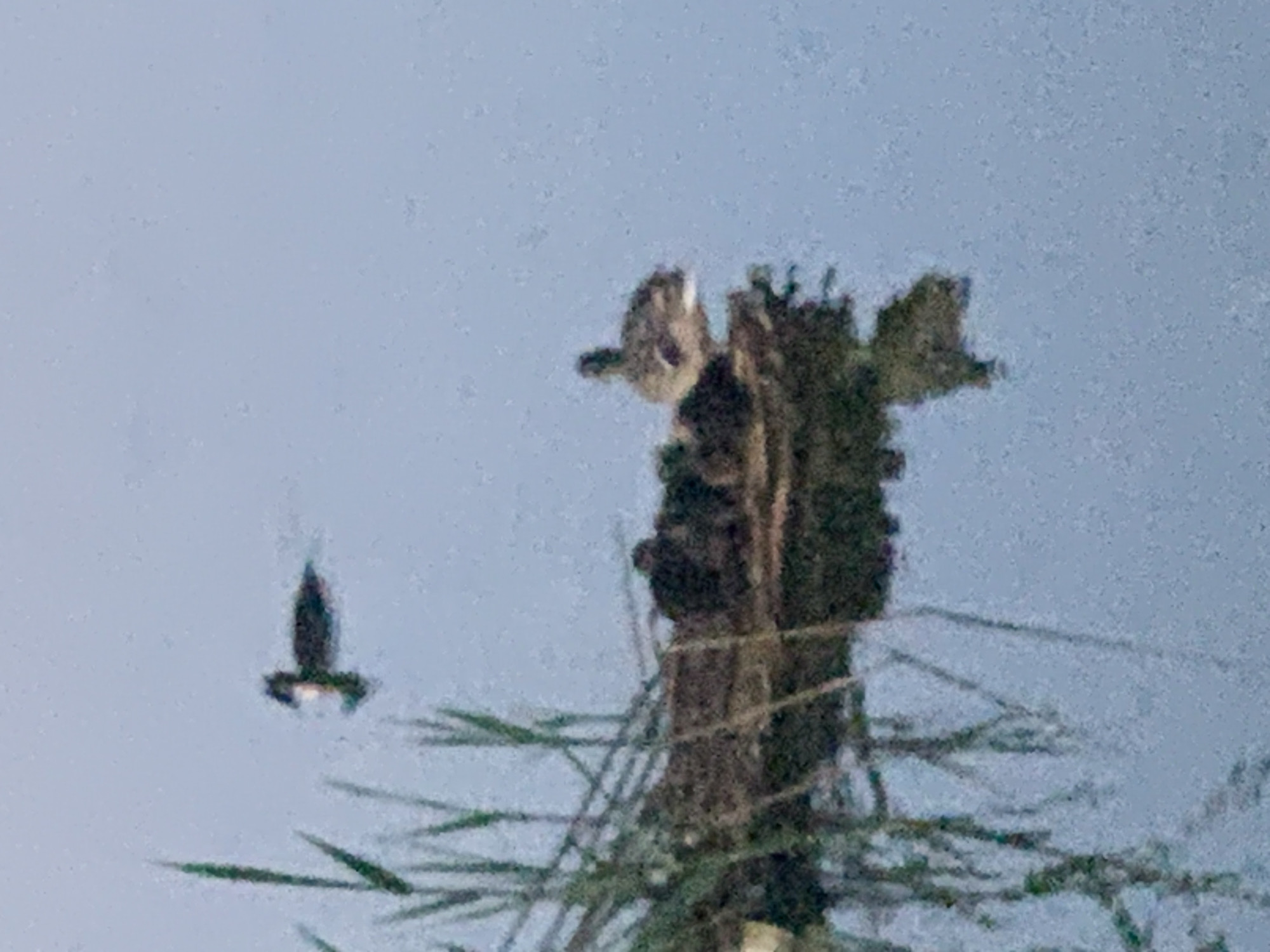 A poorly lit, slightly blurred photo shows birds at and near a post or tree with some sticks or possibly reeds around the bottom. There appear to be two birds at the top of the post and one bird taking flight to the left. The sky is light blue. No information about the location or city is apparent from the photo.