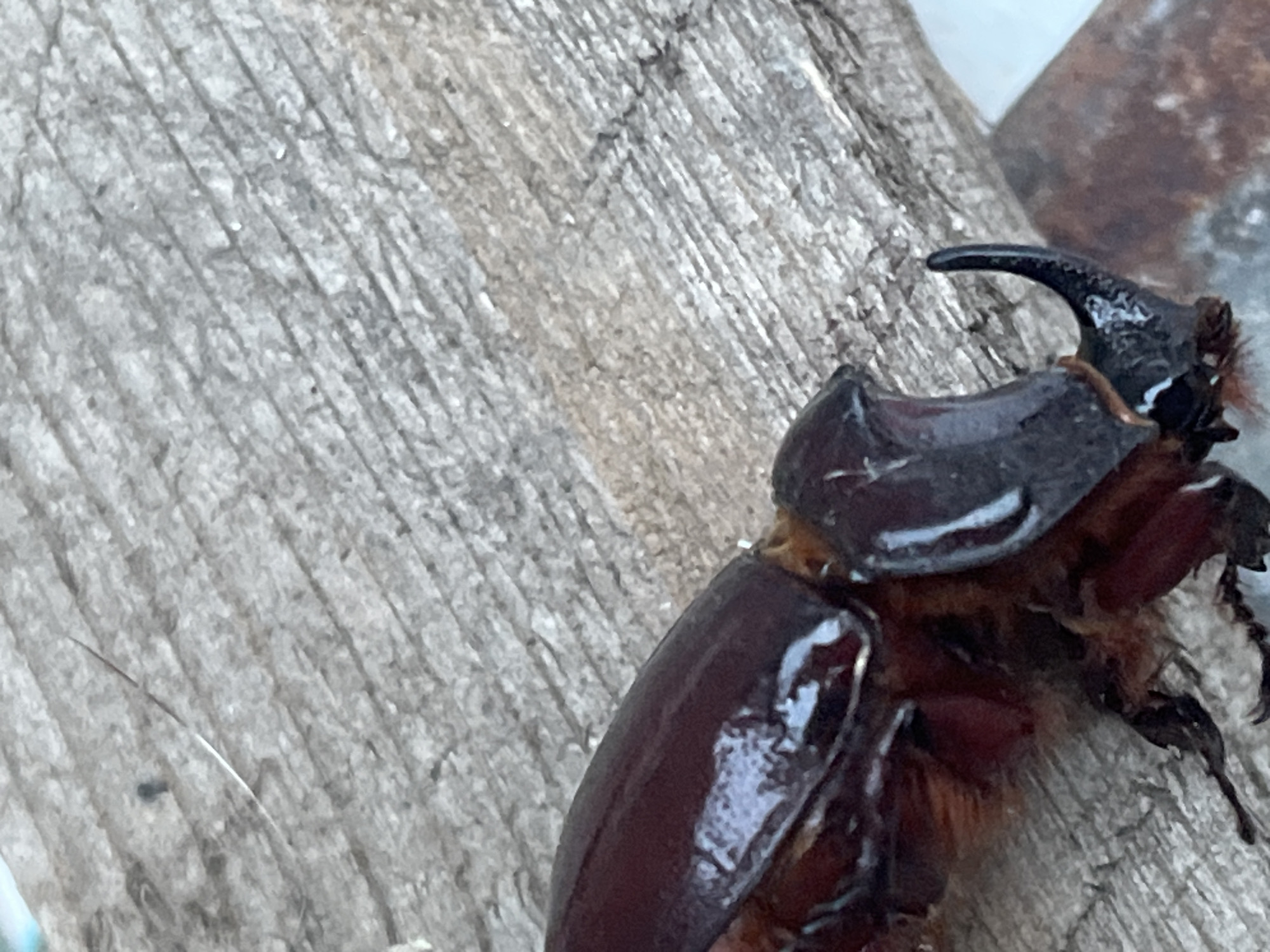 An adult male rhinoceros beetle, identified by its prominent horn, is positioned on a weathered wooden surface in Krasnyye Barrikady, Russia. The beetle's exoskeleton is a dark, iridescent reddish-brown, with the horn curving upwards and forwards. Its legs are visible, with the right foreleg extended. The wooden surface exhibits a rough texture with visible grain and some debris. The lighting suggests an outdoor environment, possibly in natural daylight.