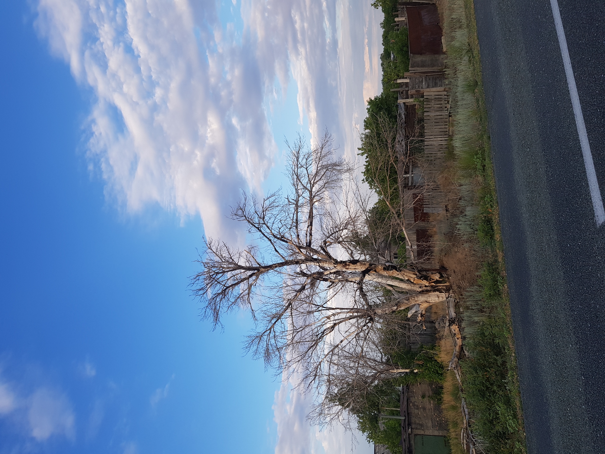 A wide-angle, eye-level shot captures a desolate scene in the Dölön rural district of Kazakhstan. A large, bare, dead tree stands prominently in the center of the frame, its gnarled branches reaching towards a bright blue sky dotted with fluffy white clouds. The tree is situated on a dry, grassy embankment, with scattered dead branches and debris at its base. Behind the tree, a rustic, weathered wooden fence encloses a collection of dilapidated structures, including a brick building with a green door, and what appears to be abandoned or derelict sheds and outbuildings made of wood and corrugated metal. The overall impression is one of decay and neglect, a stark contrast to the vibrant sky above. In the foreground, a dark asphalt road with a white line runs horizontally across the bottom of the image, suggesting a rural roadside setting. There are no people or animals visible in the scene. The lighting suggests it is daytime, possibly late afternoon given the angle of the light and the softness of the shadows.